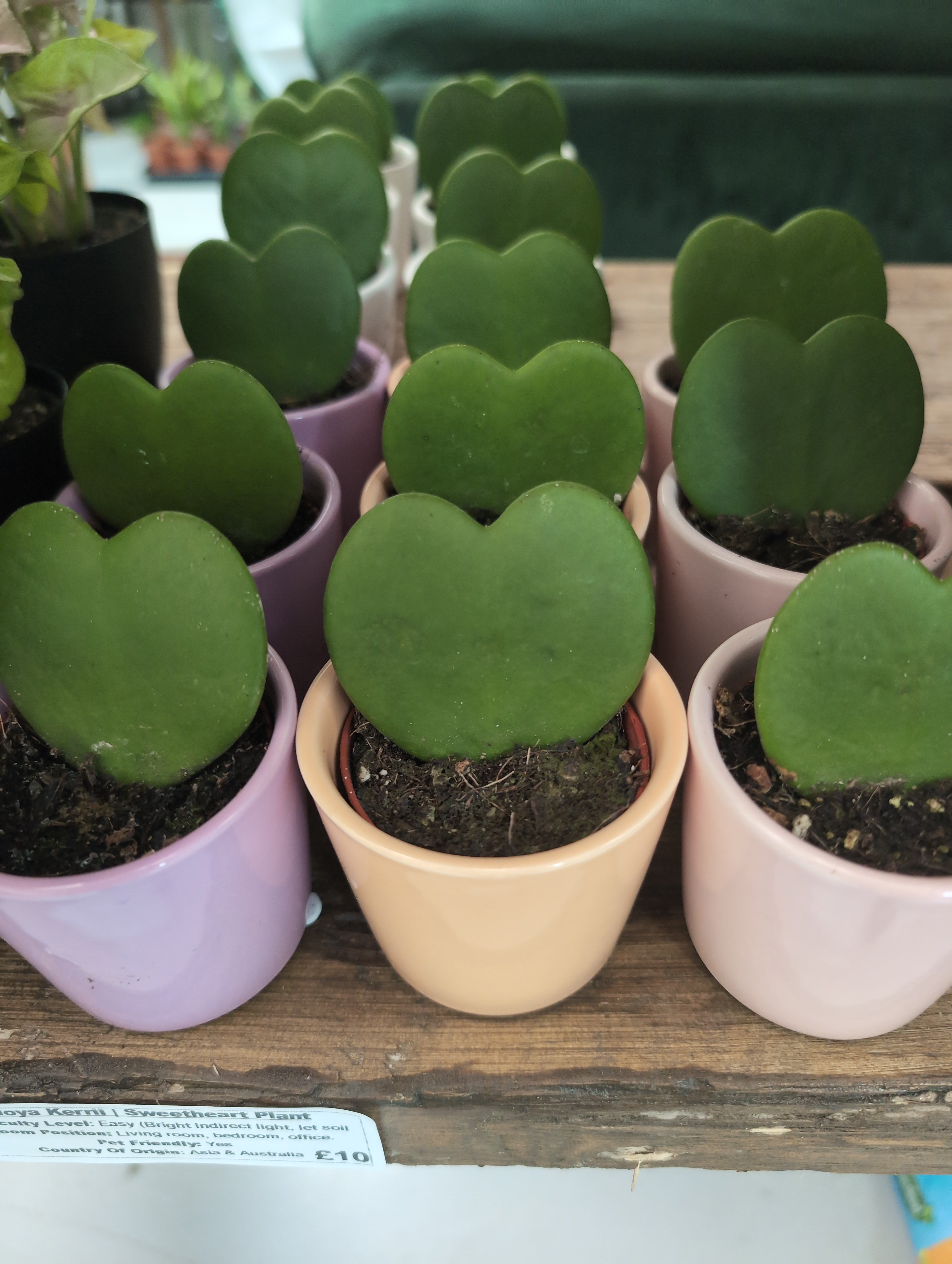 Sweetheart Hoya | Hoya kerrii