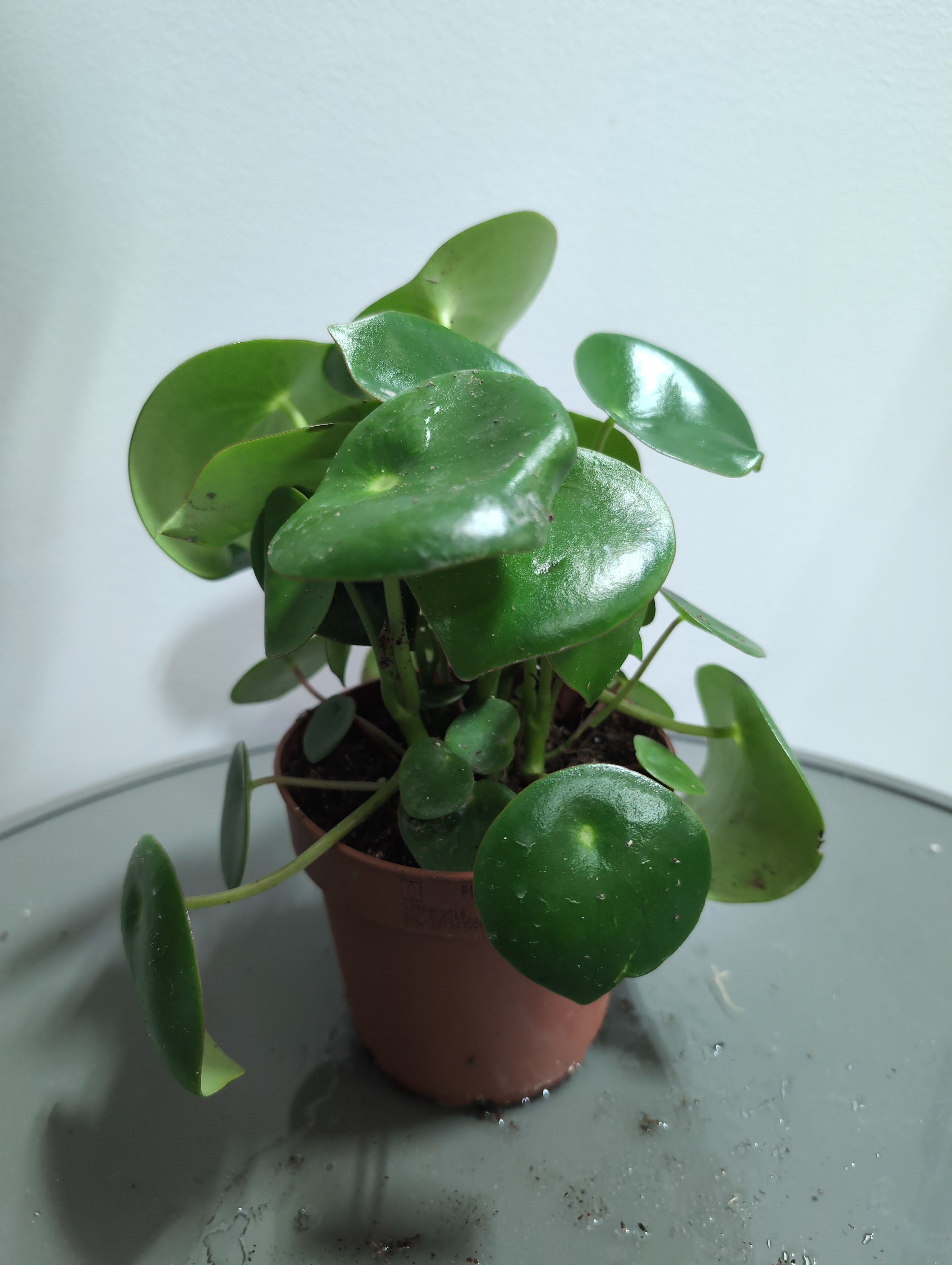 Raindrop Peperomia | Peperomia Polybotrya