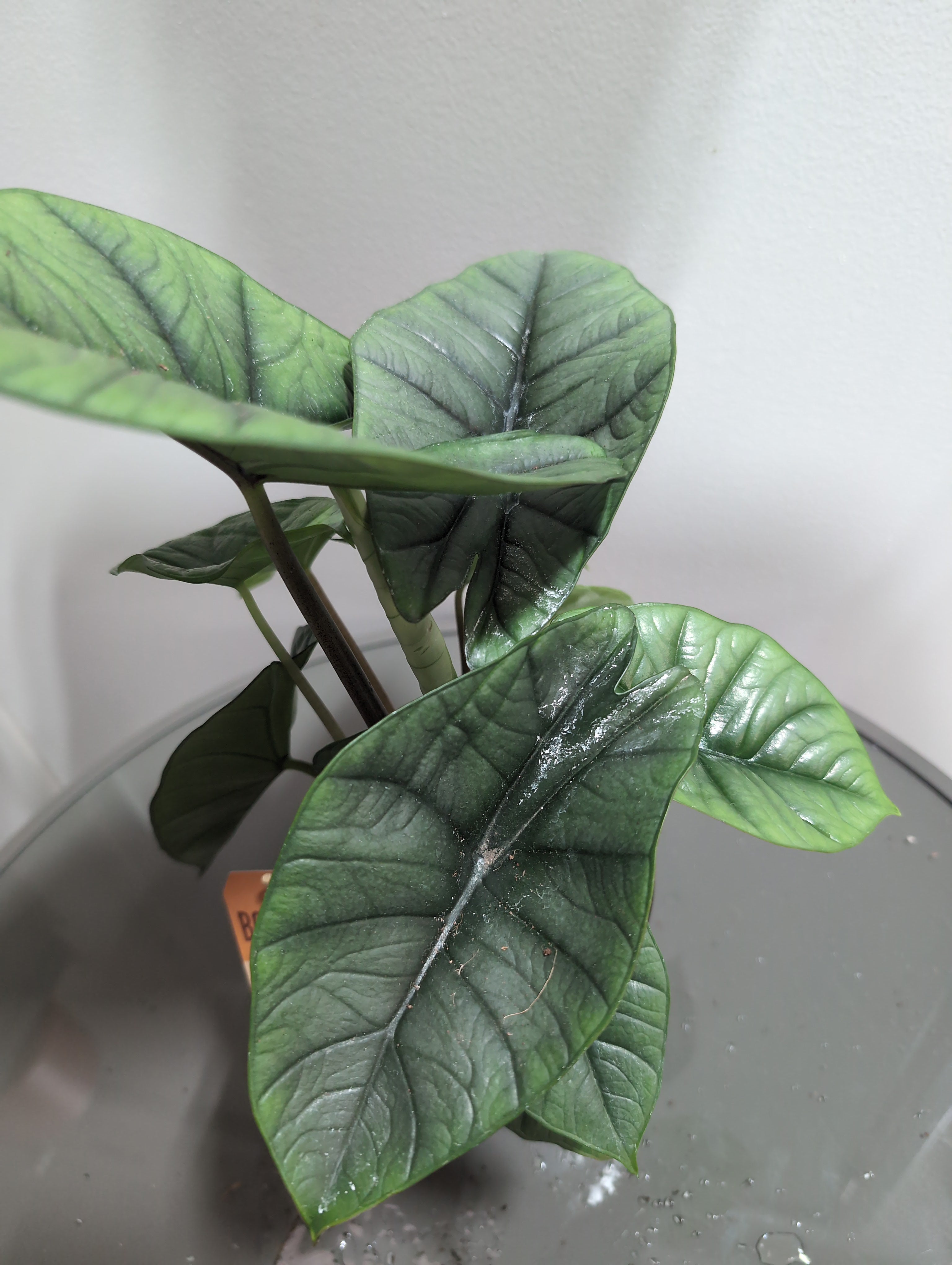 Alocasia | Silver Dragon