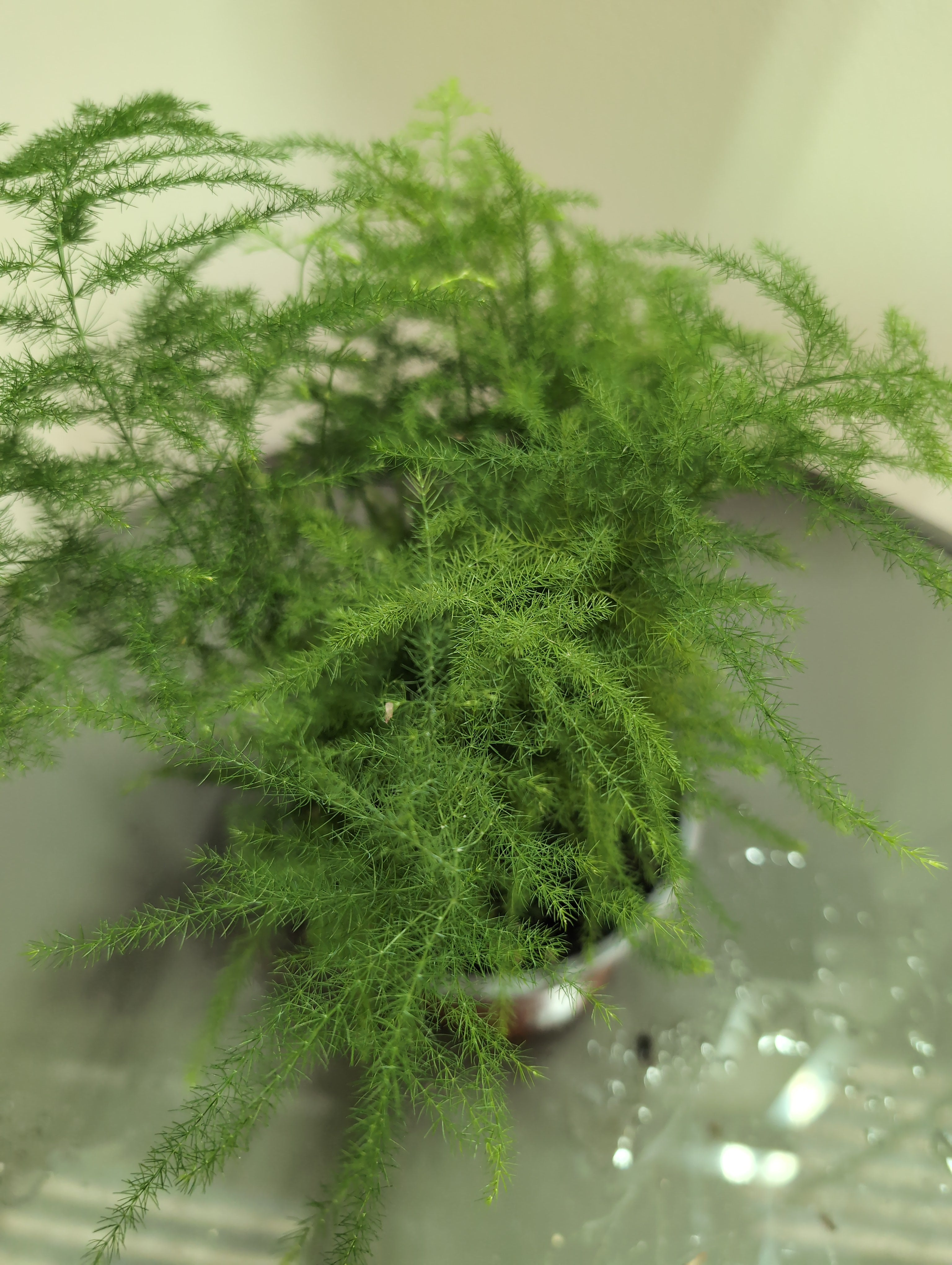 Asparagus Fern | Asparagus setaceus