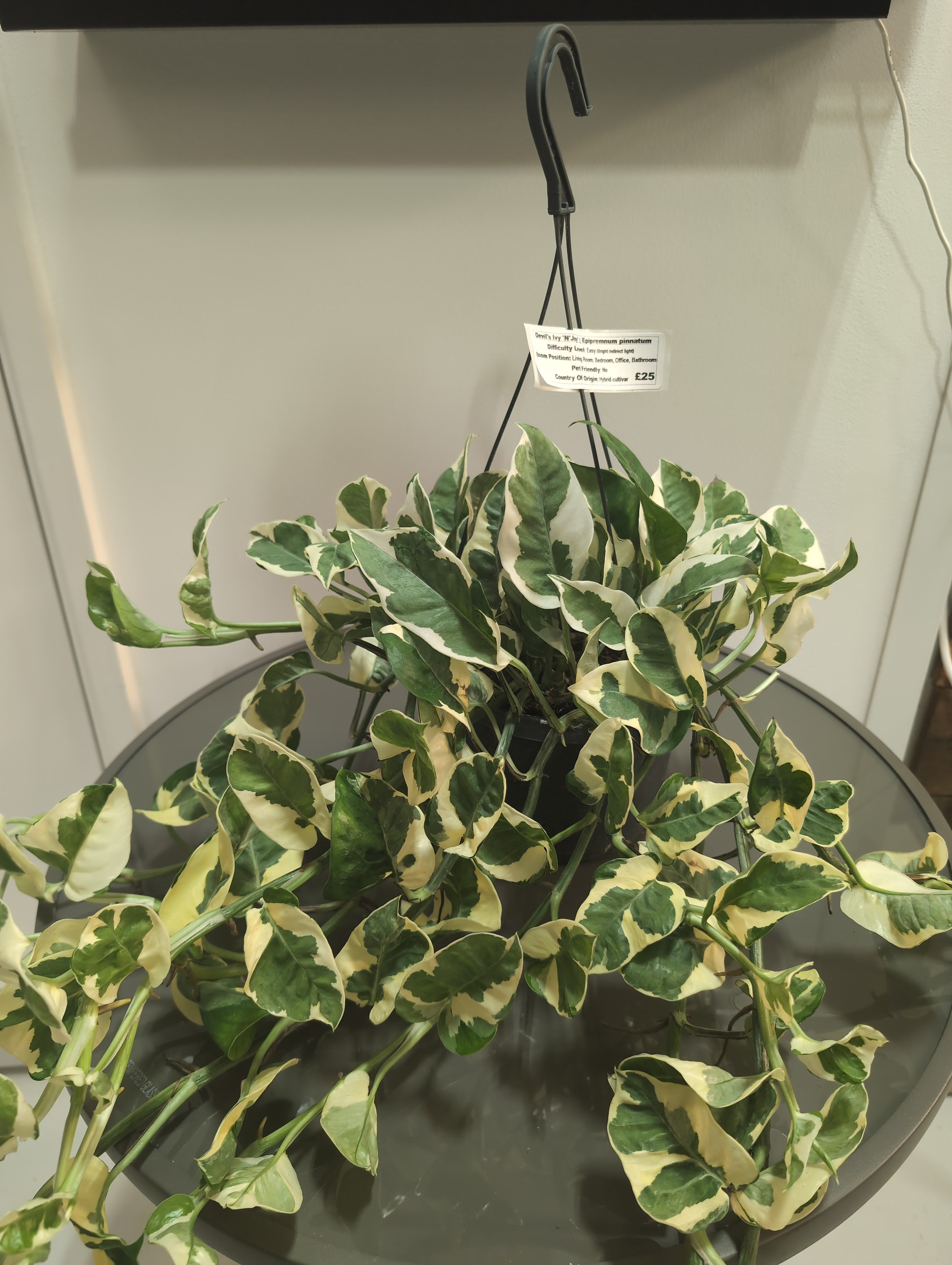 Devil's Ivy 'N'Joy' | Epipremnum pinnatum