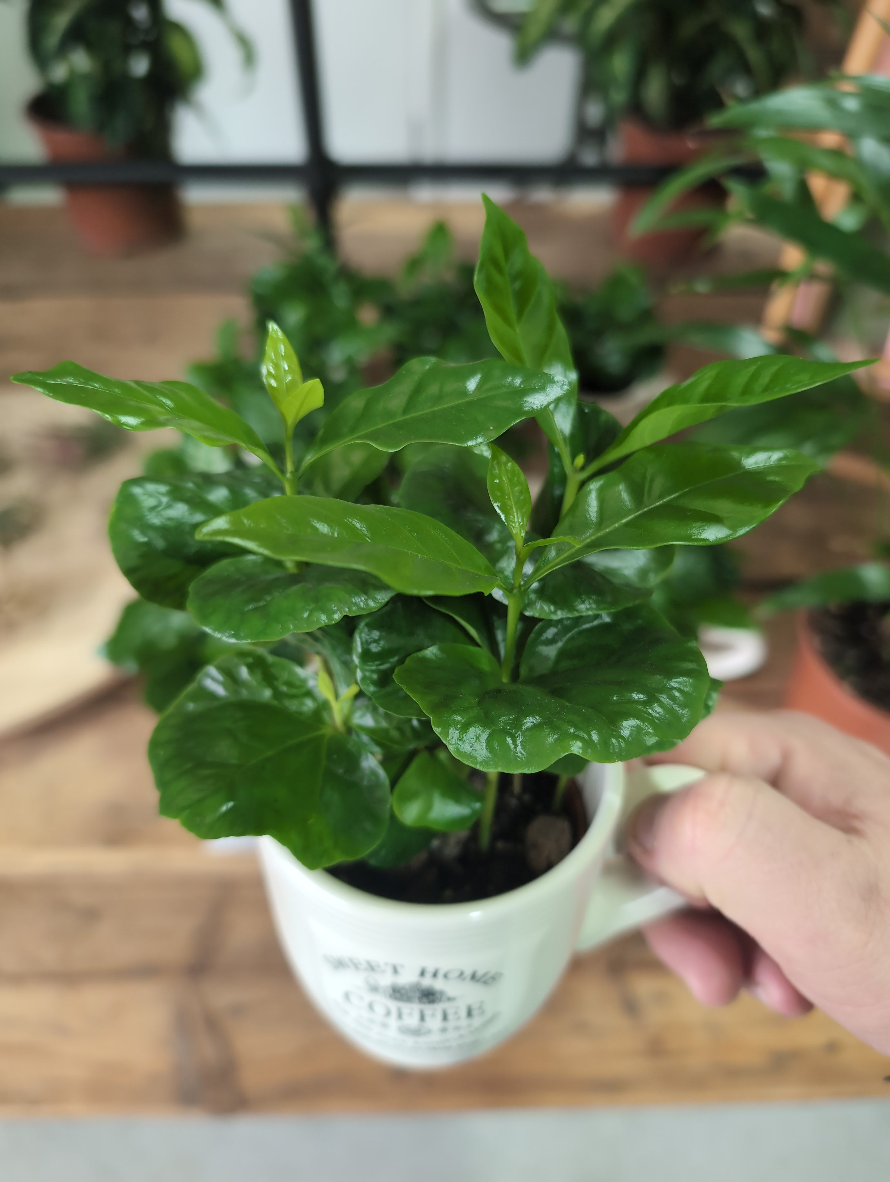 Coffea arabica | Coffee Plant | Coffee Cup