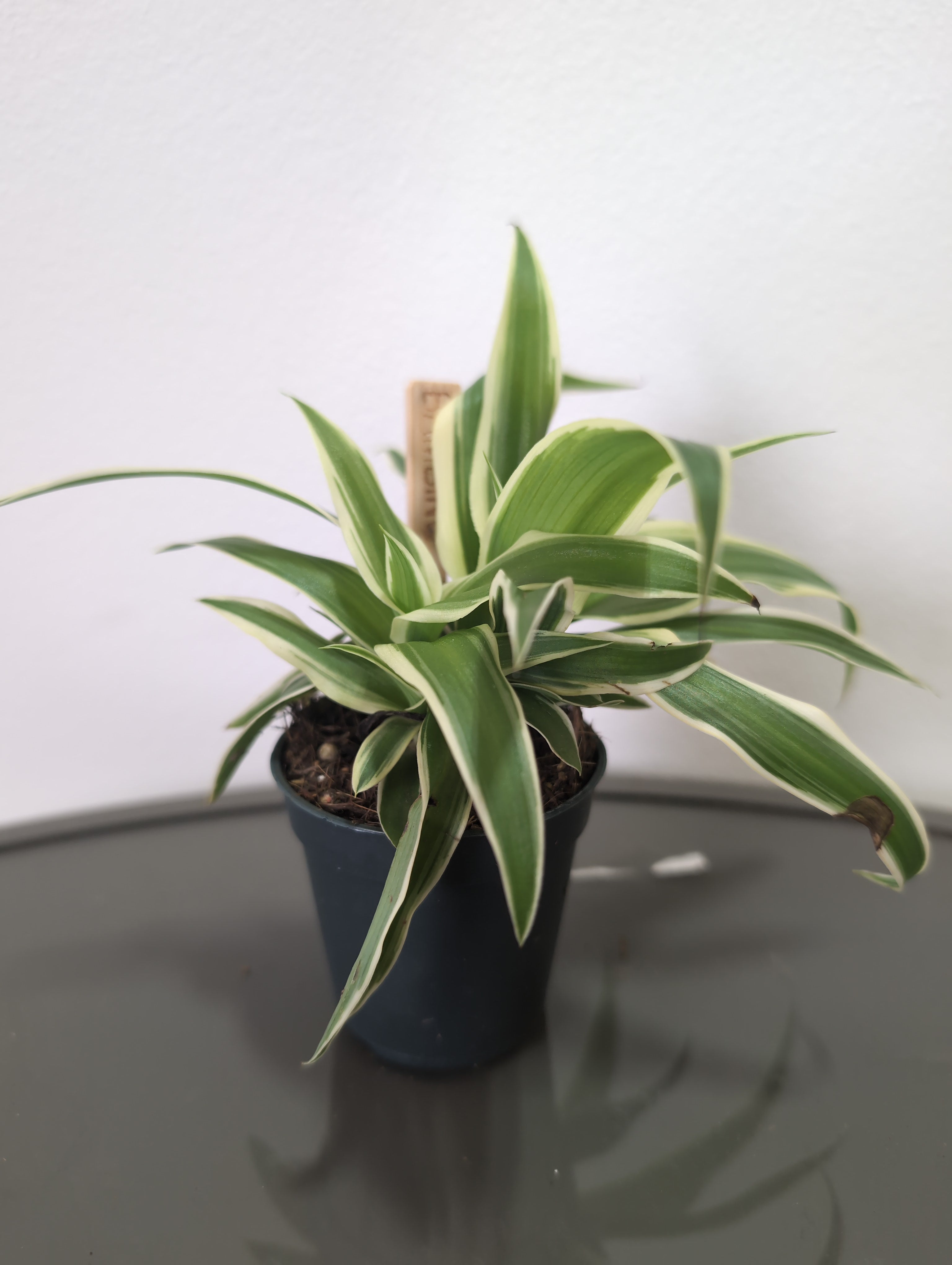 Spider plant - Ocean Bambino