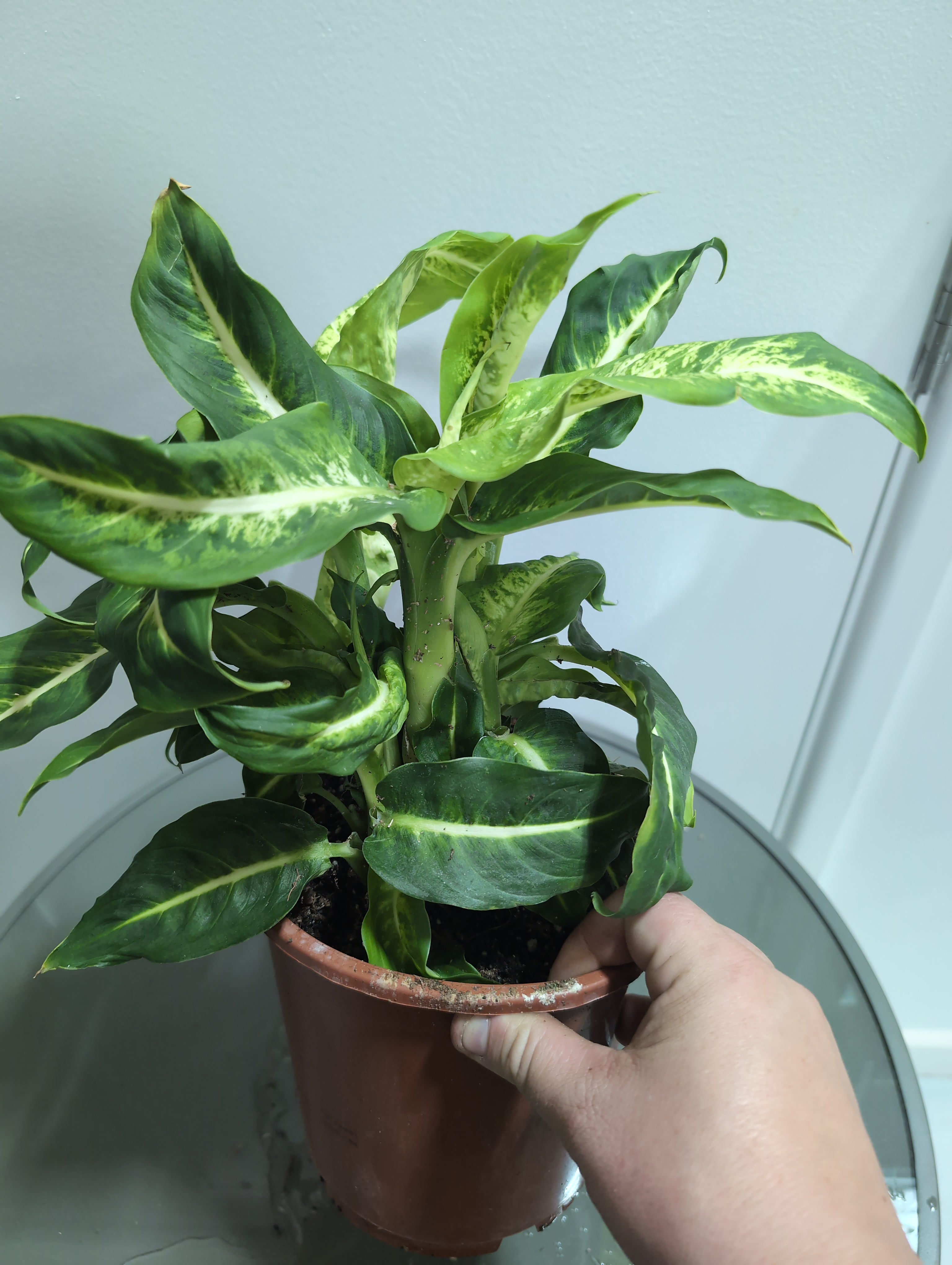 Dieffenbachia | Mars | Dumb Cane