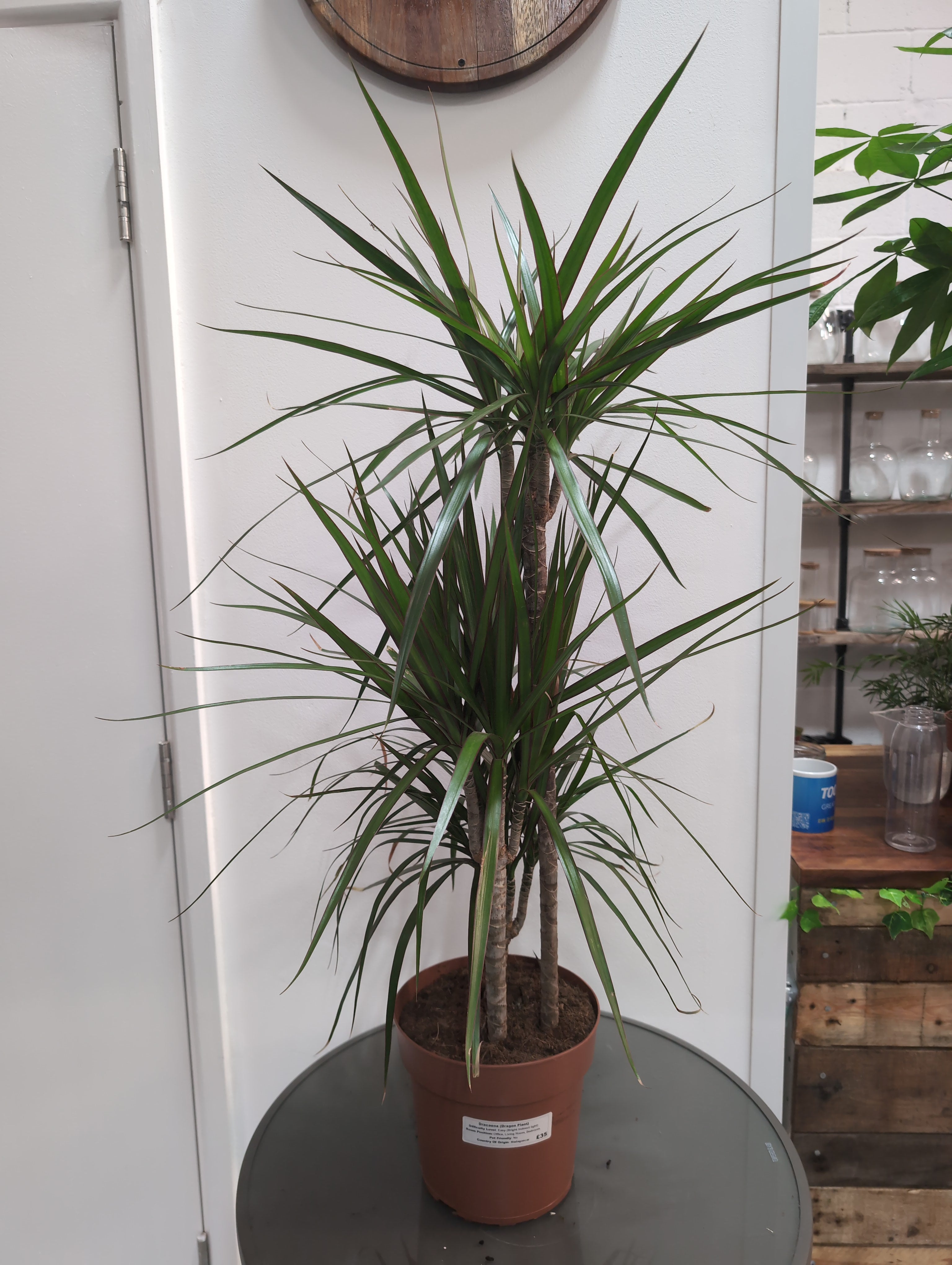 Dracaena Marginata - Dragon Palm