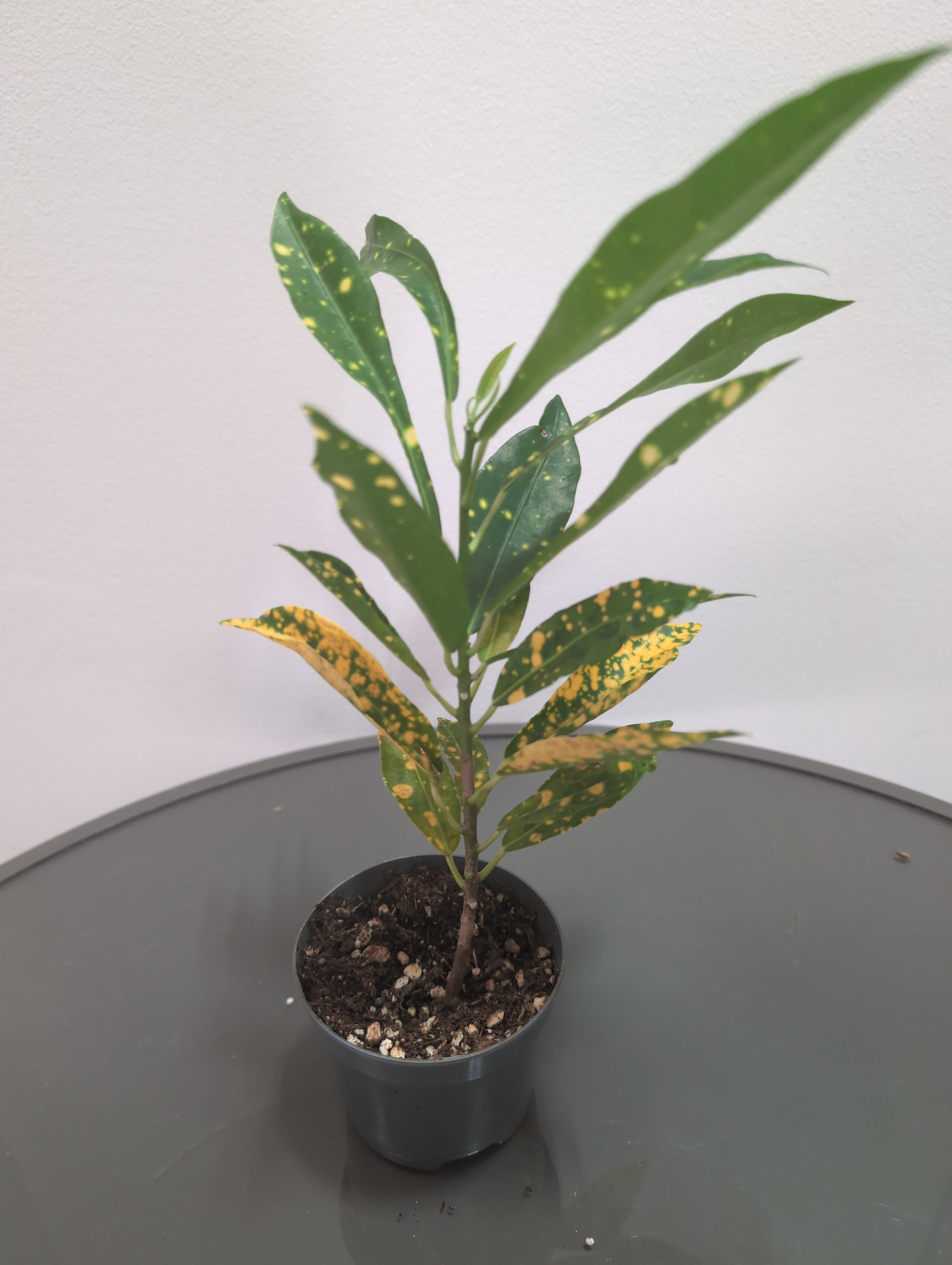Croton | Codiaeum variegatum