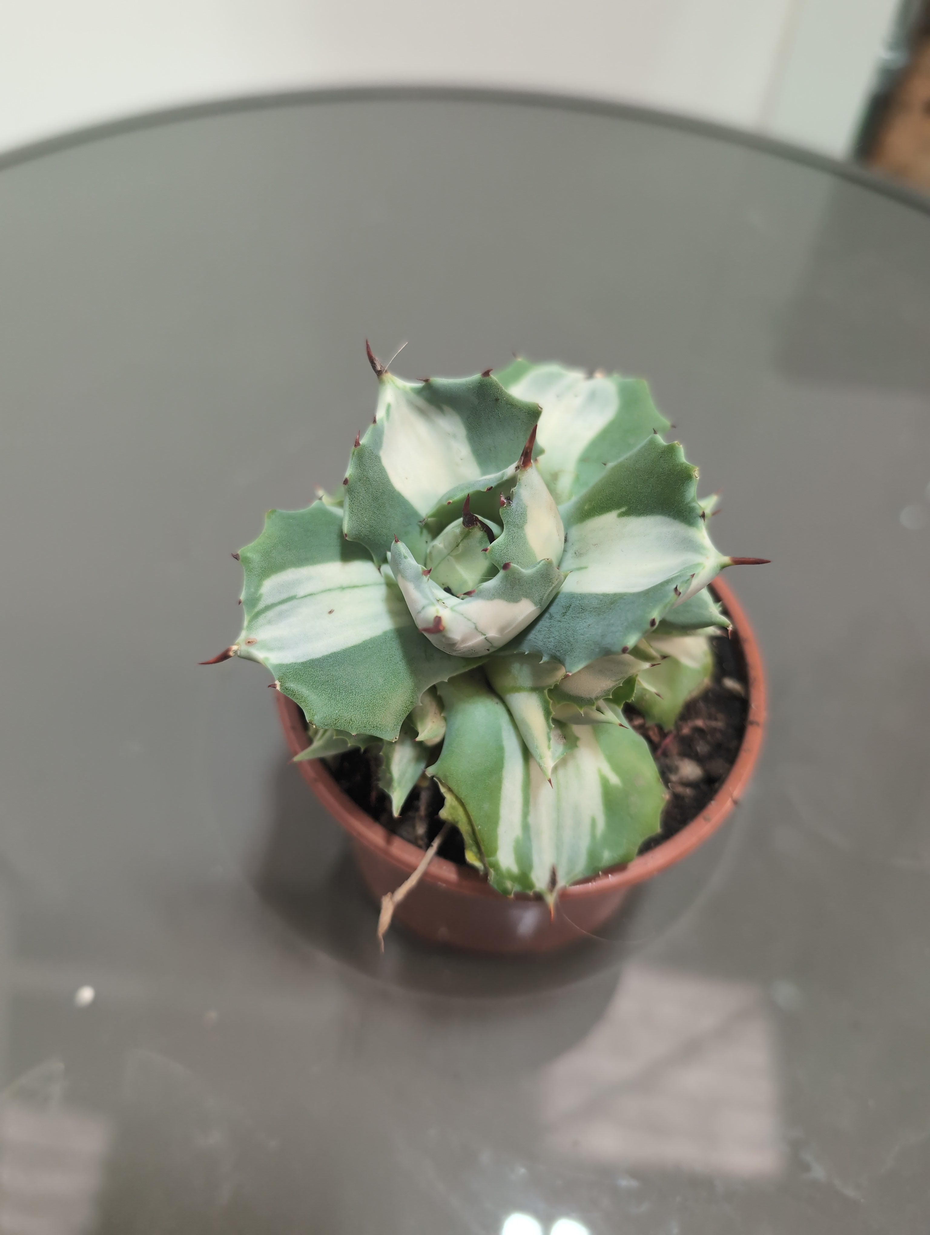 Agave potatorum | Ouhi-Raijin variegata |RARE|