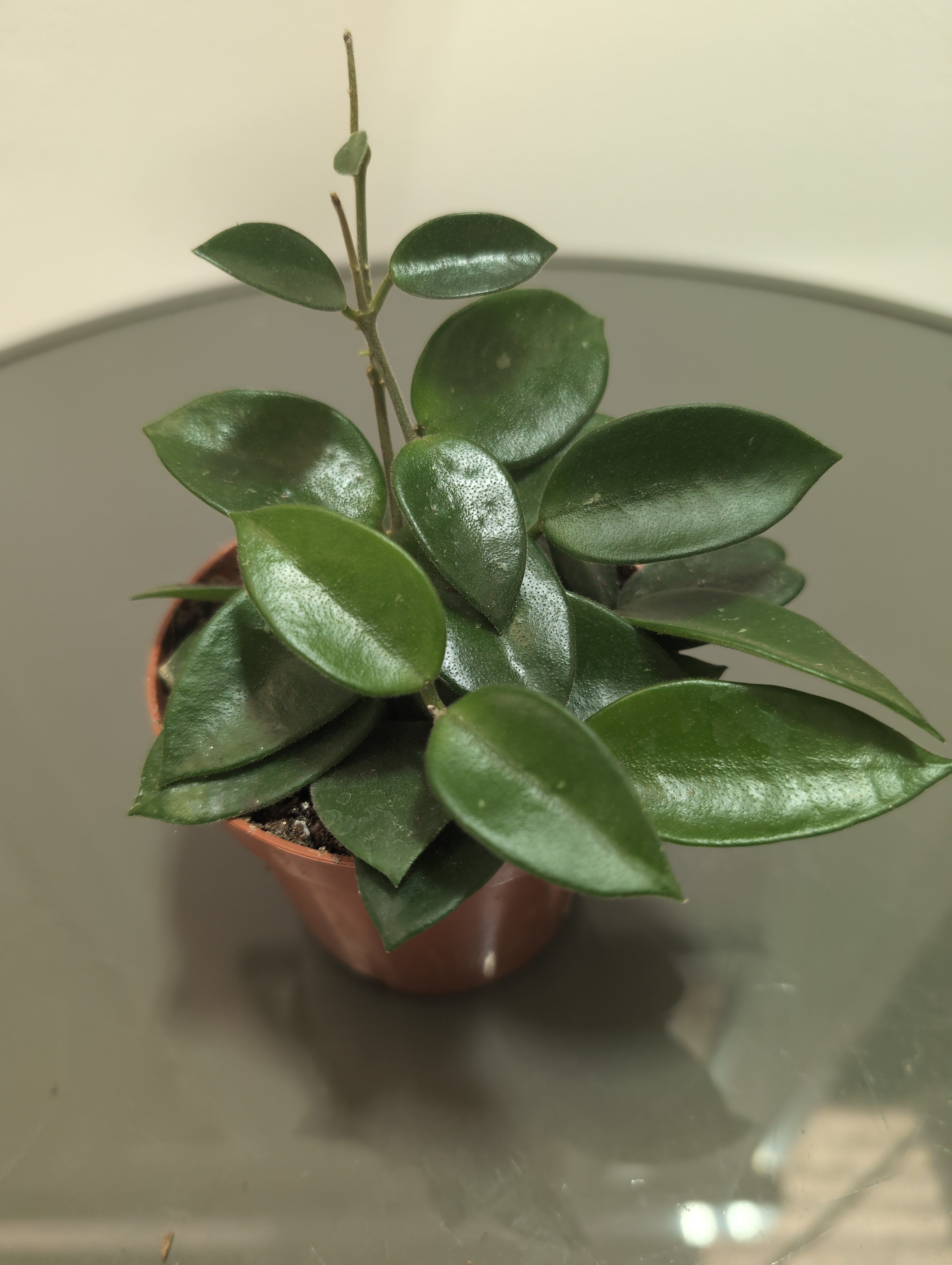 Hoya | Hoya Burtoniae