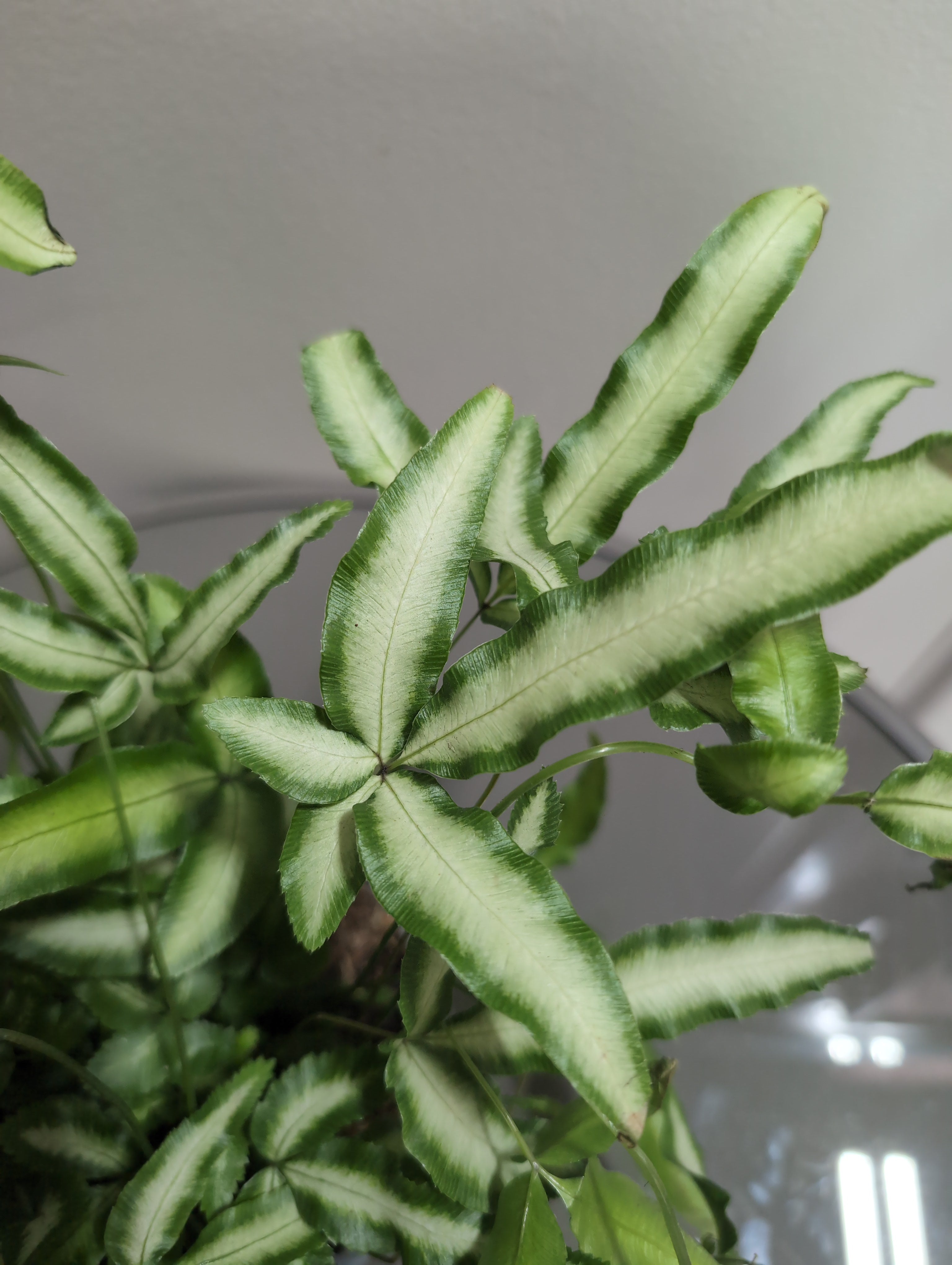 Silver Ribbon Fern | Pteris Albolineata