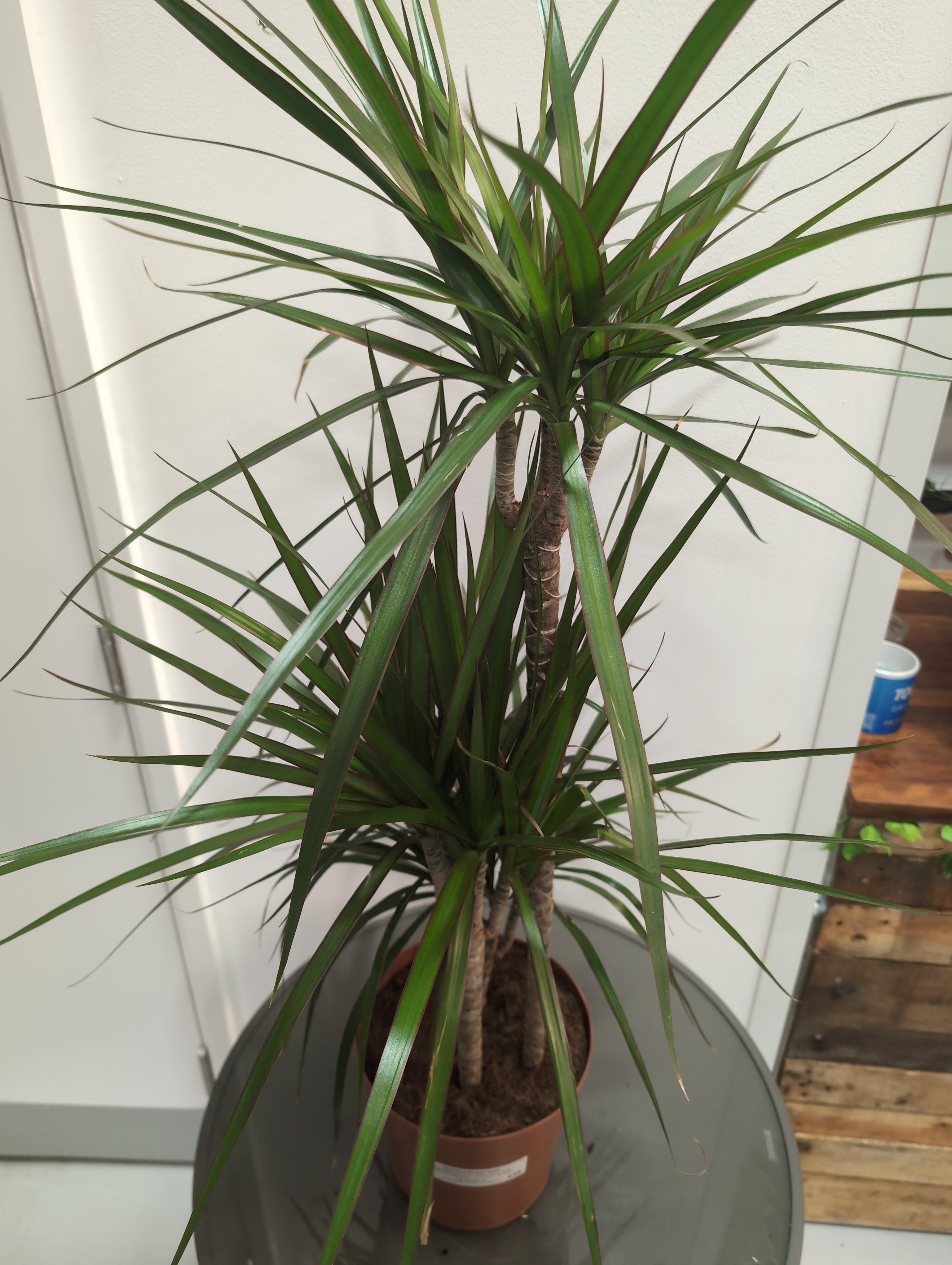 Dracaena Marginata - Dragon Palm