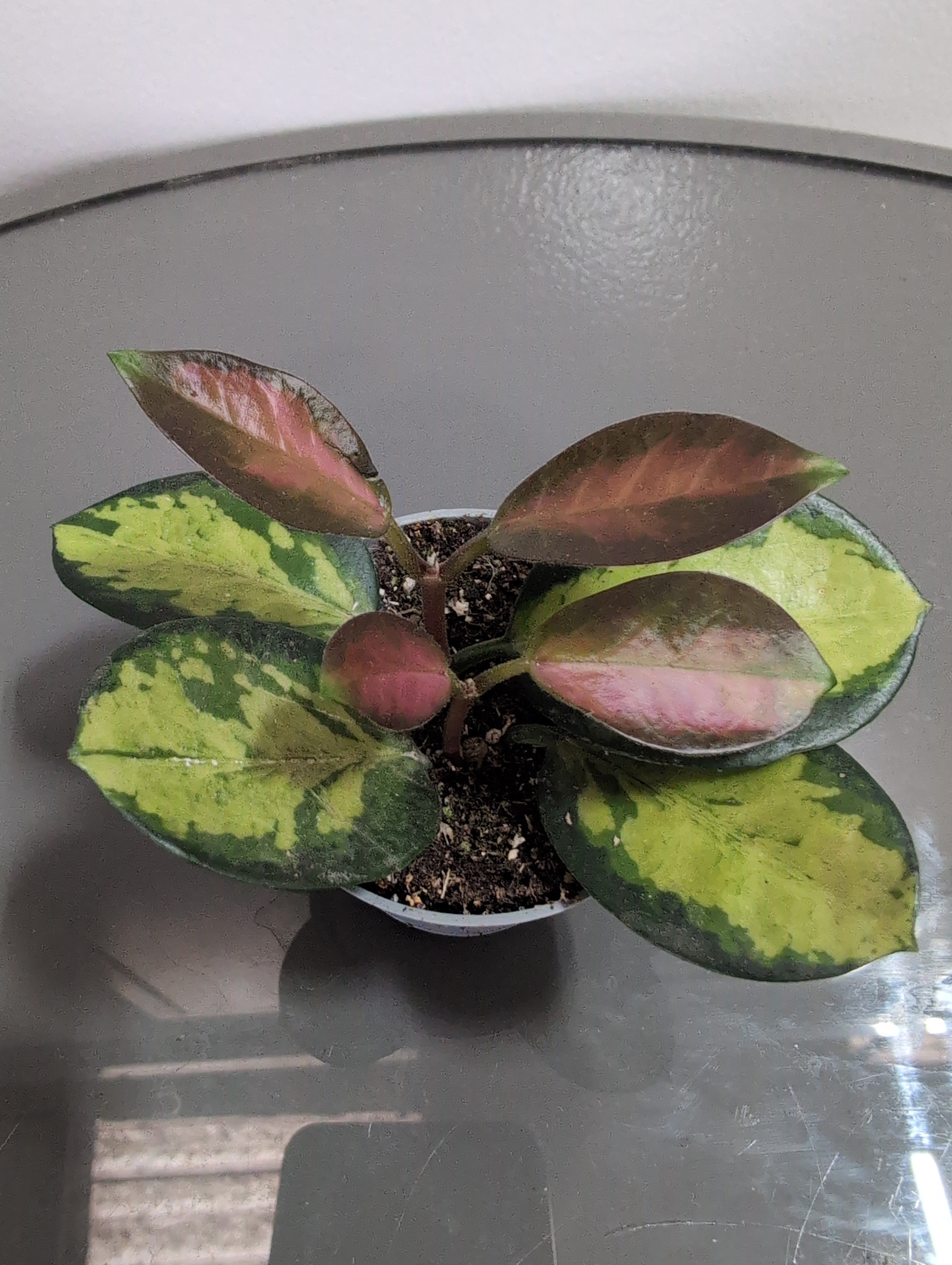 Hoya | Variegated Wax Plant | Hoya Australis | Lisa