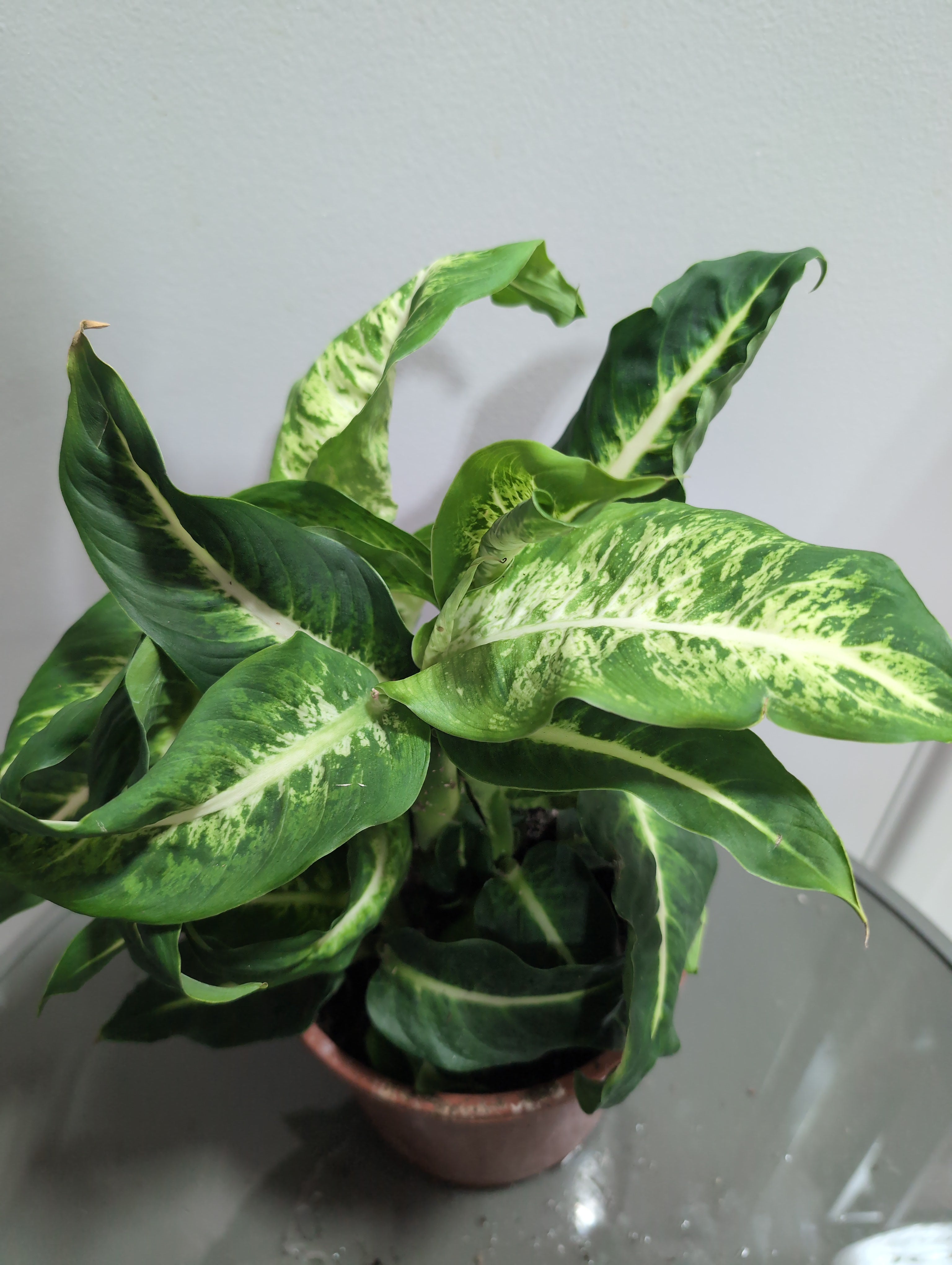 Dieffenbachia | Mars | Dumb Cane