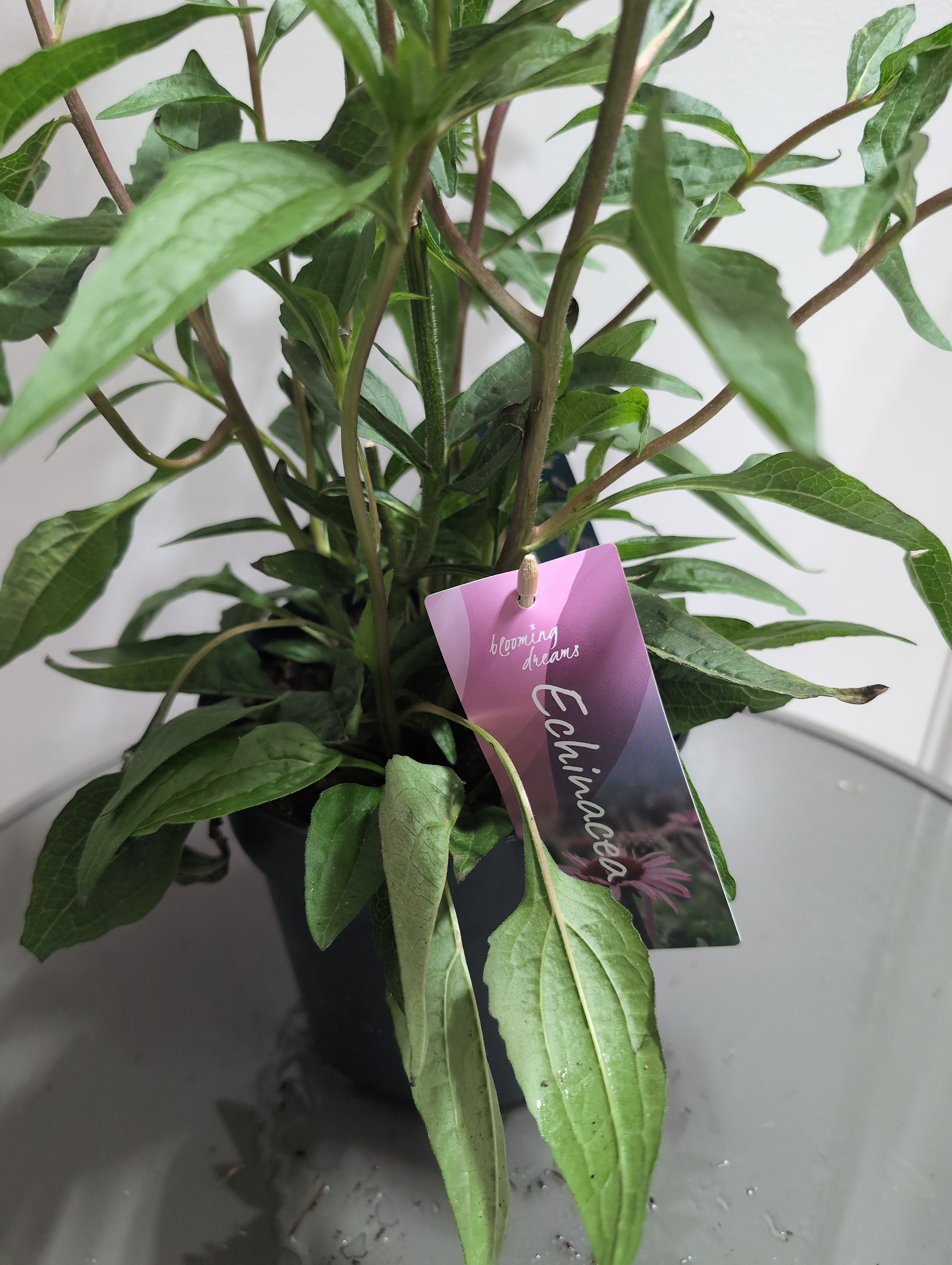 Echinacea | Mooodz Courage