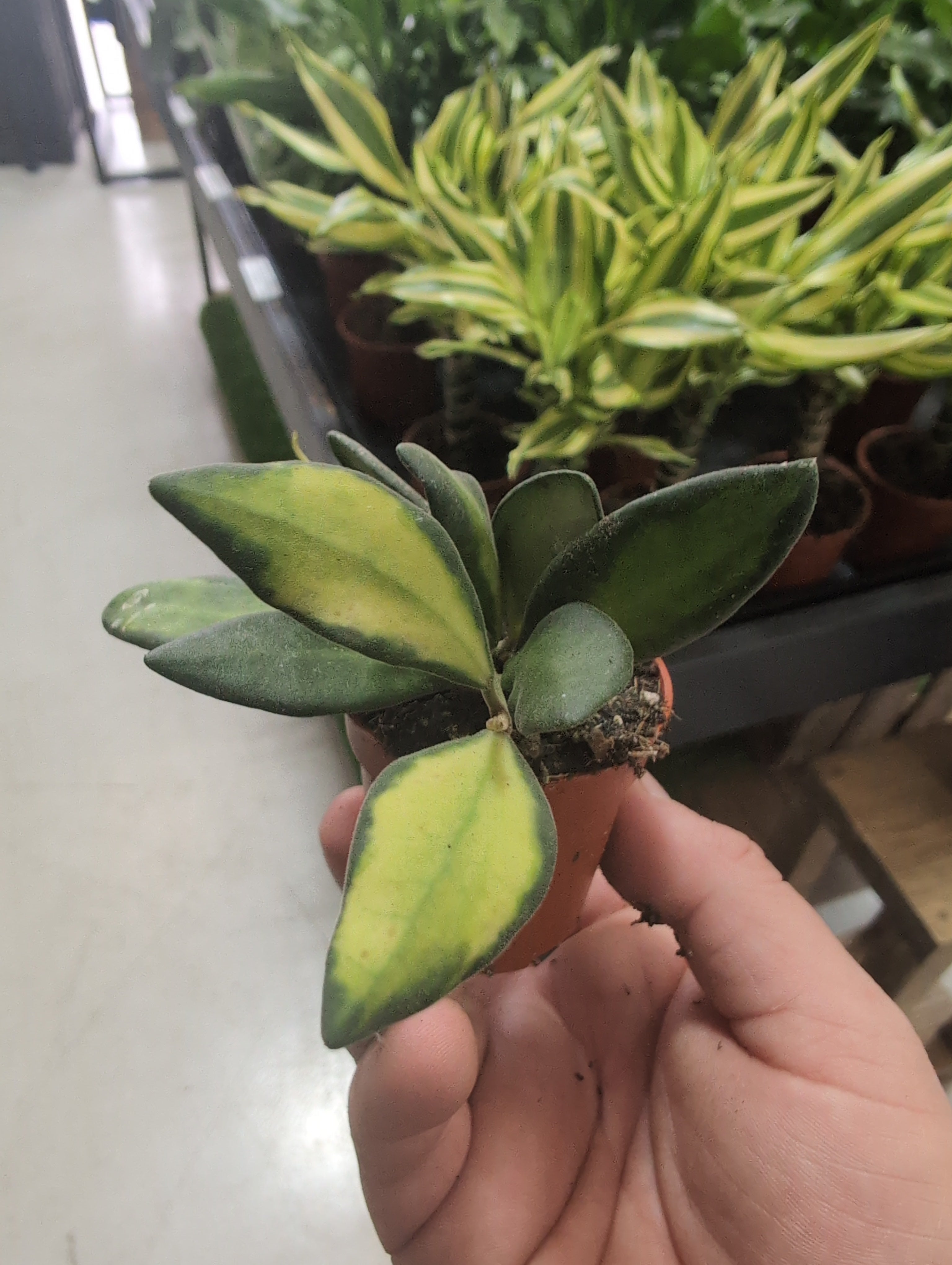 Hoya Burtoniae | Variegata