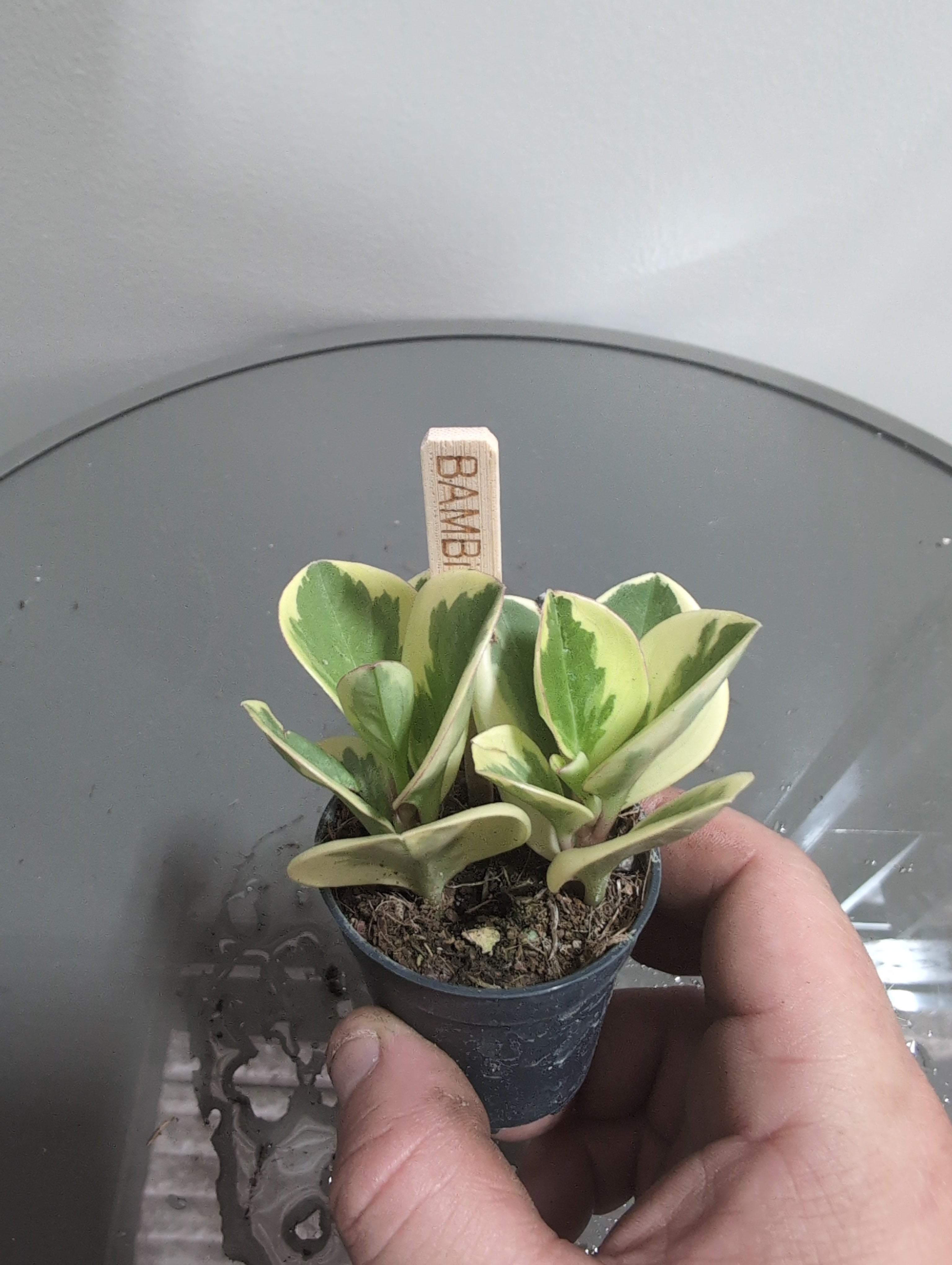 Peperomia obtusifolia | Golden Gate