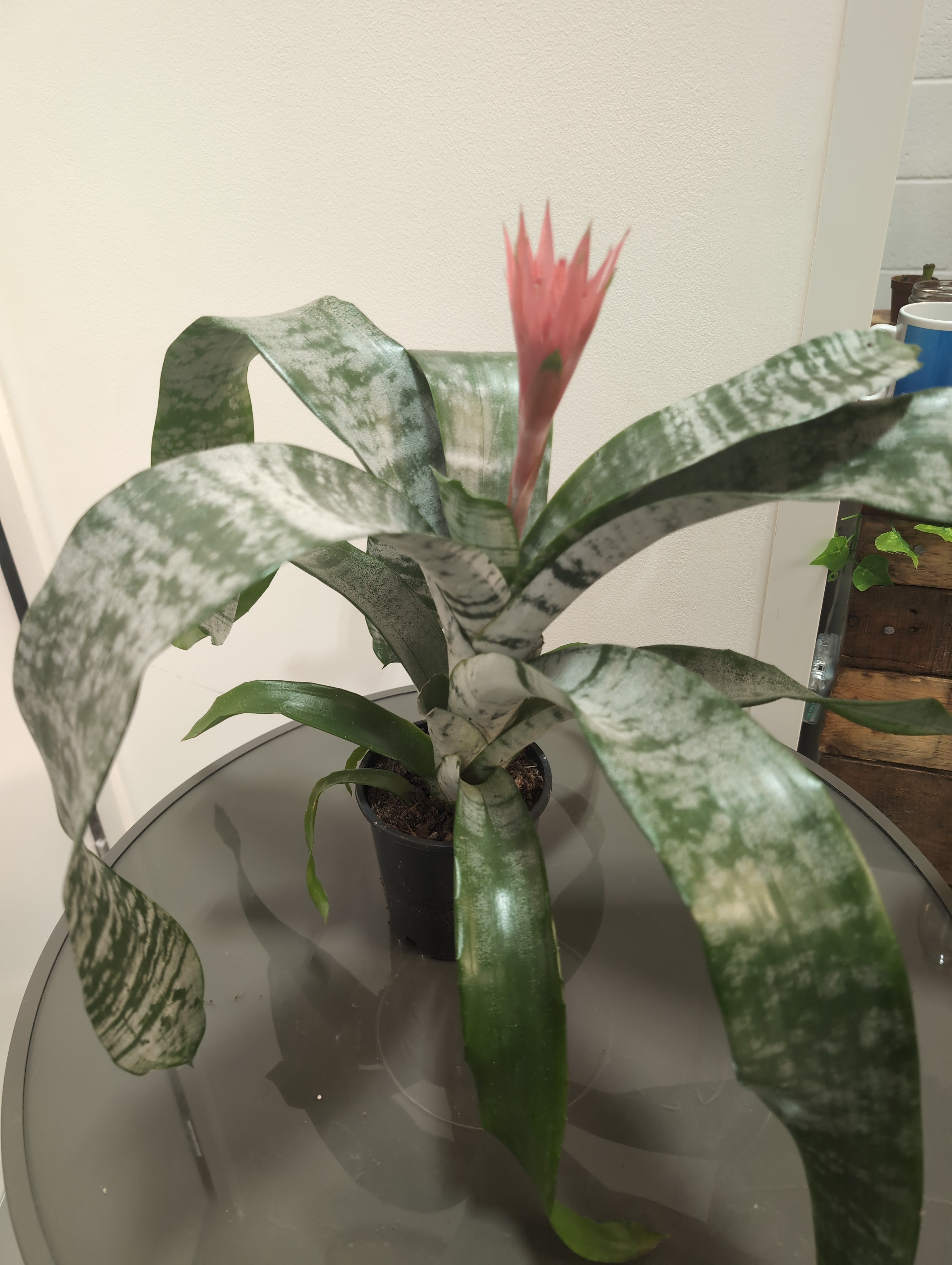 Aechmea ‘Primera’ – “Urn Plant”
