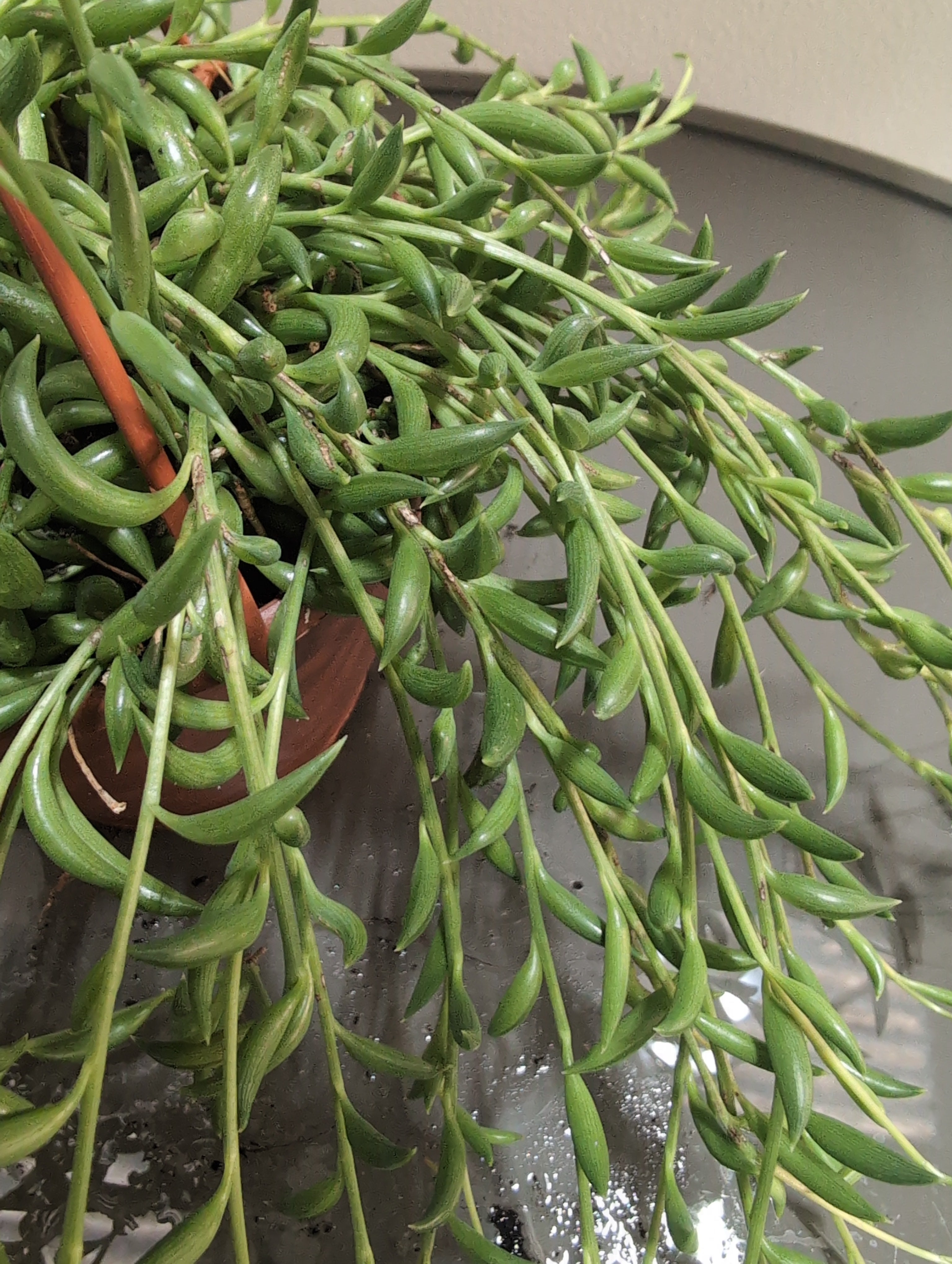 String of Bananas | Senecio herreianus