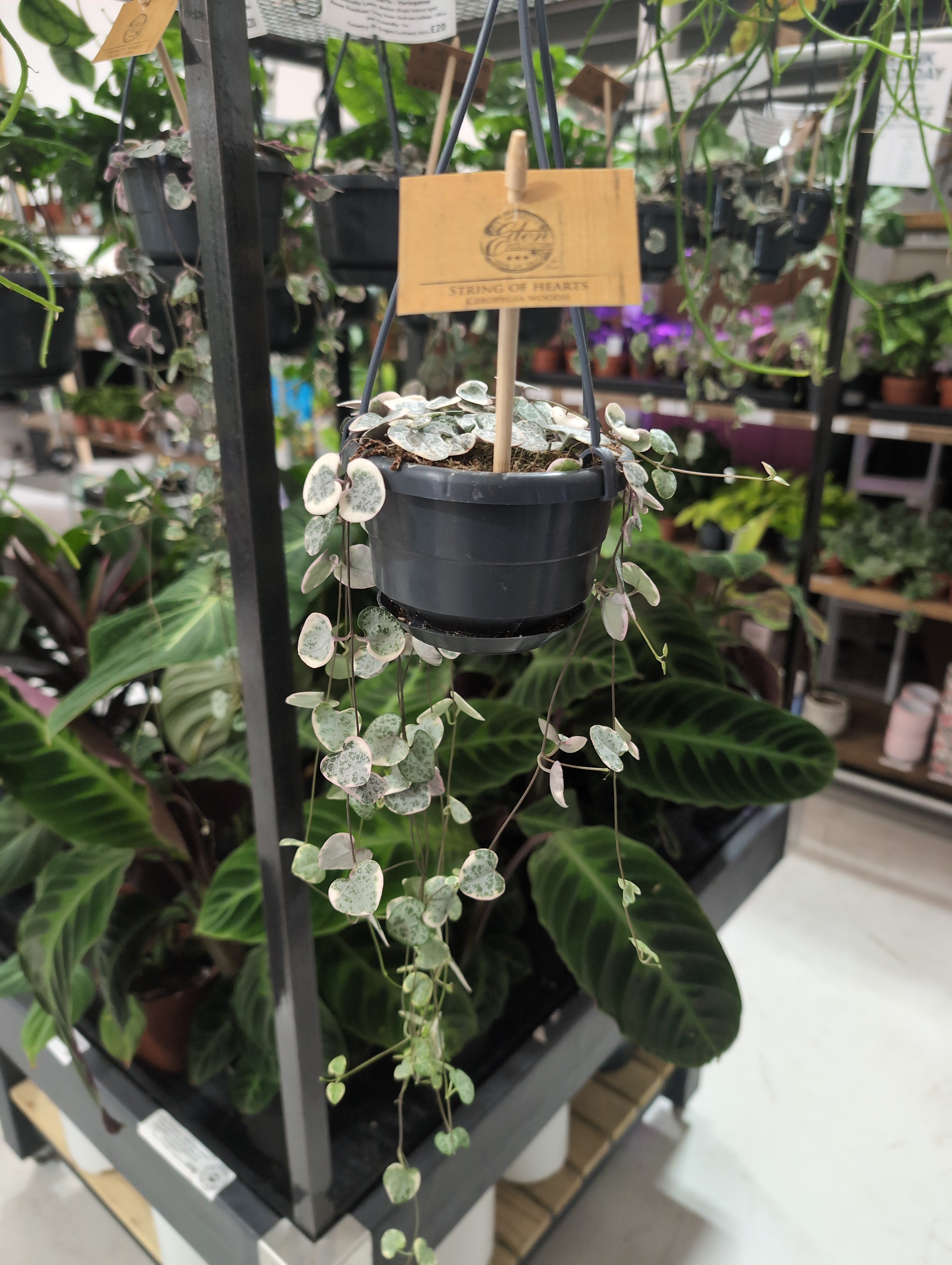 String Of Hearts | Ceropegia woodii | Variagated | hangpot