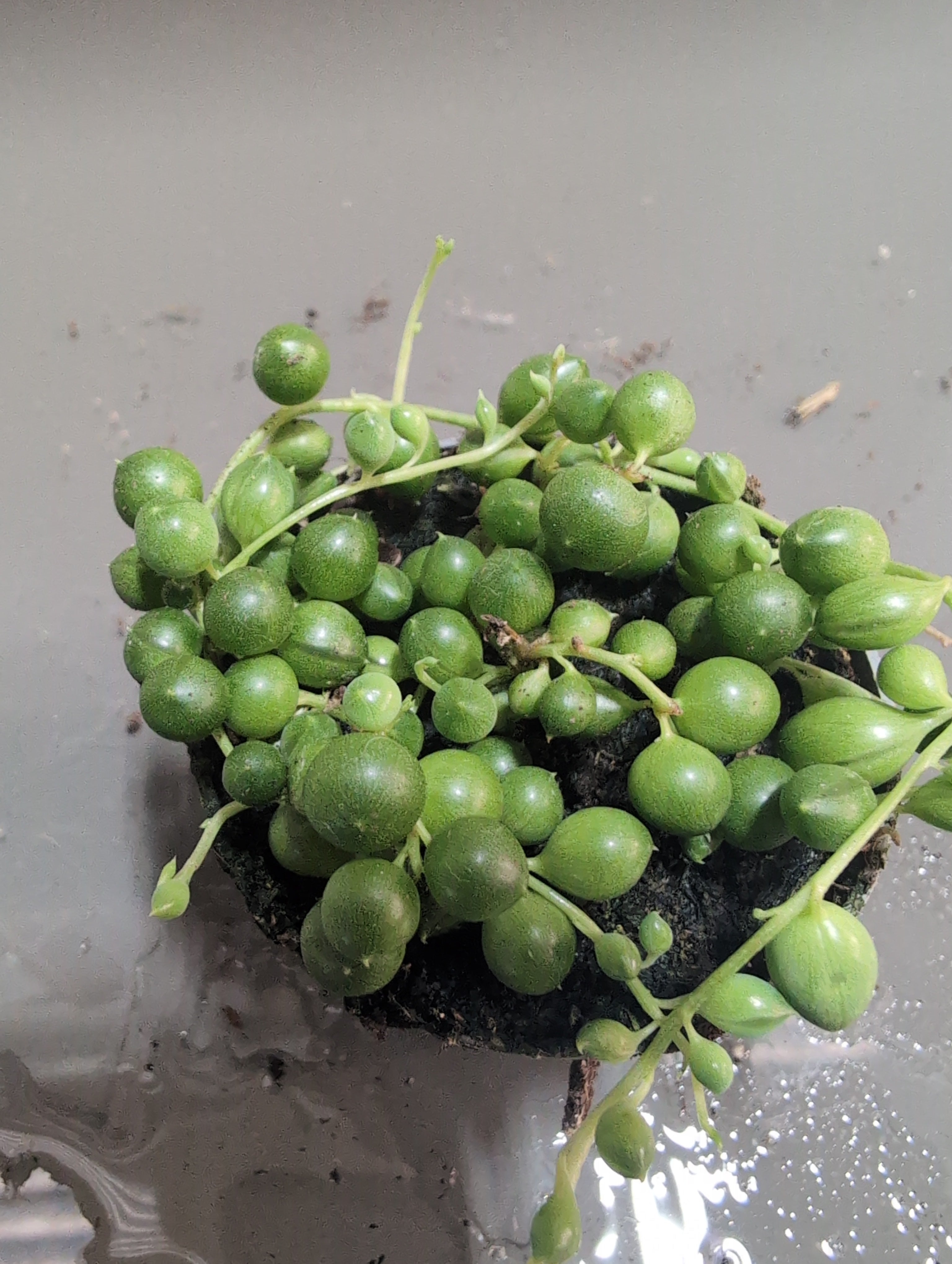 String of Pearls | Senecio rowleyanus