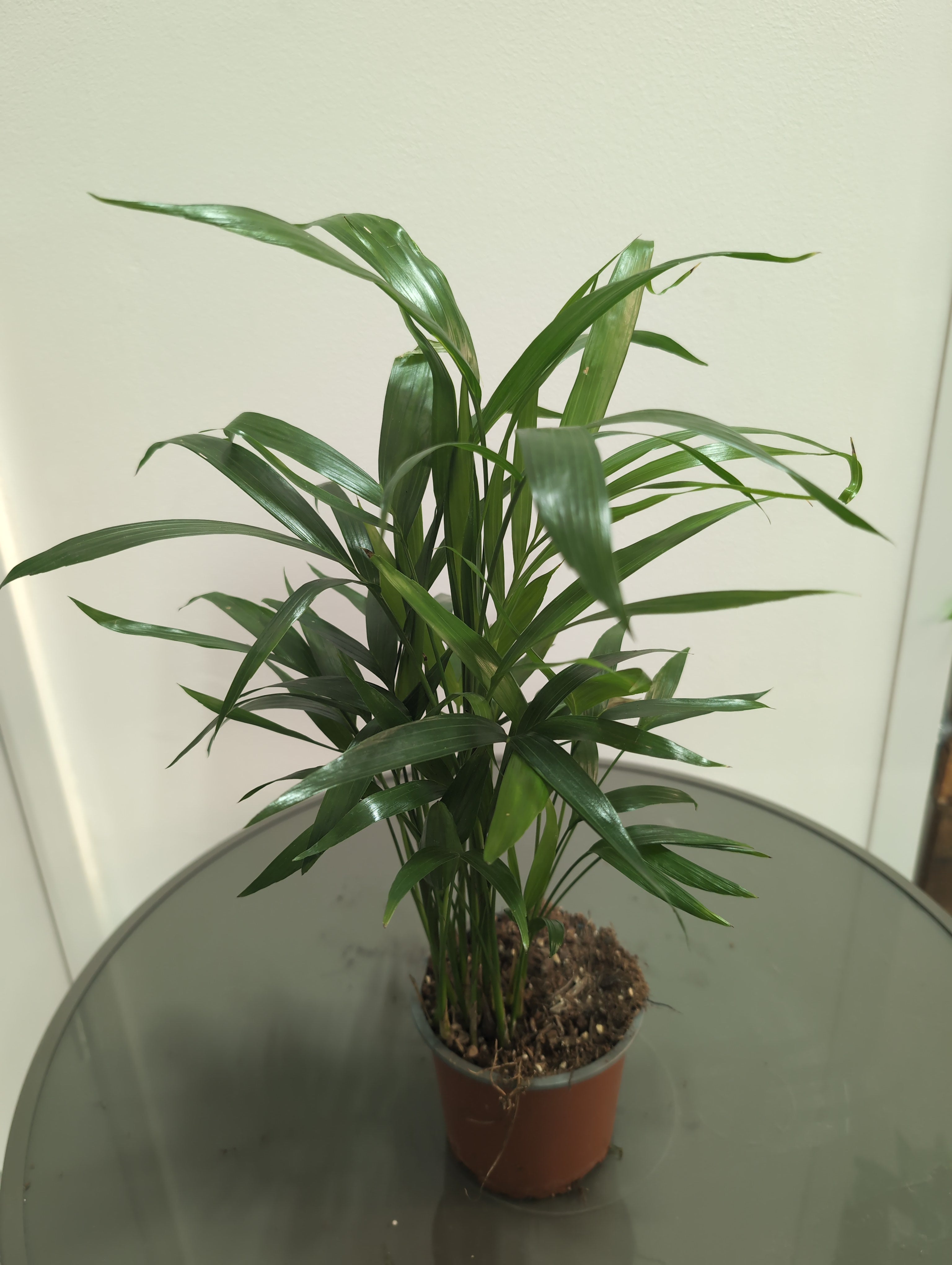 Chamaedorea cataractarum | Cascade Palm