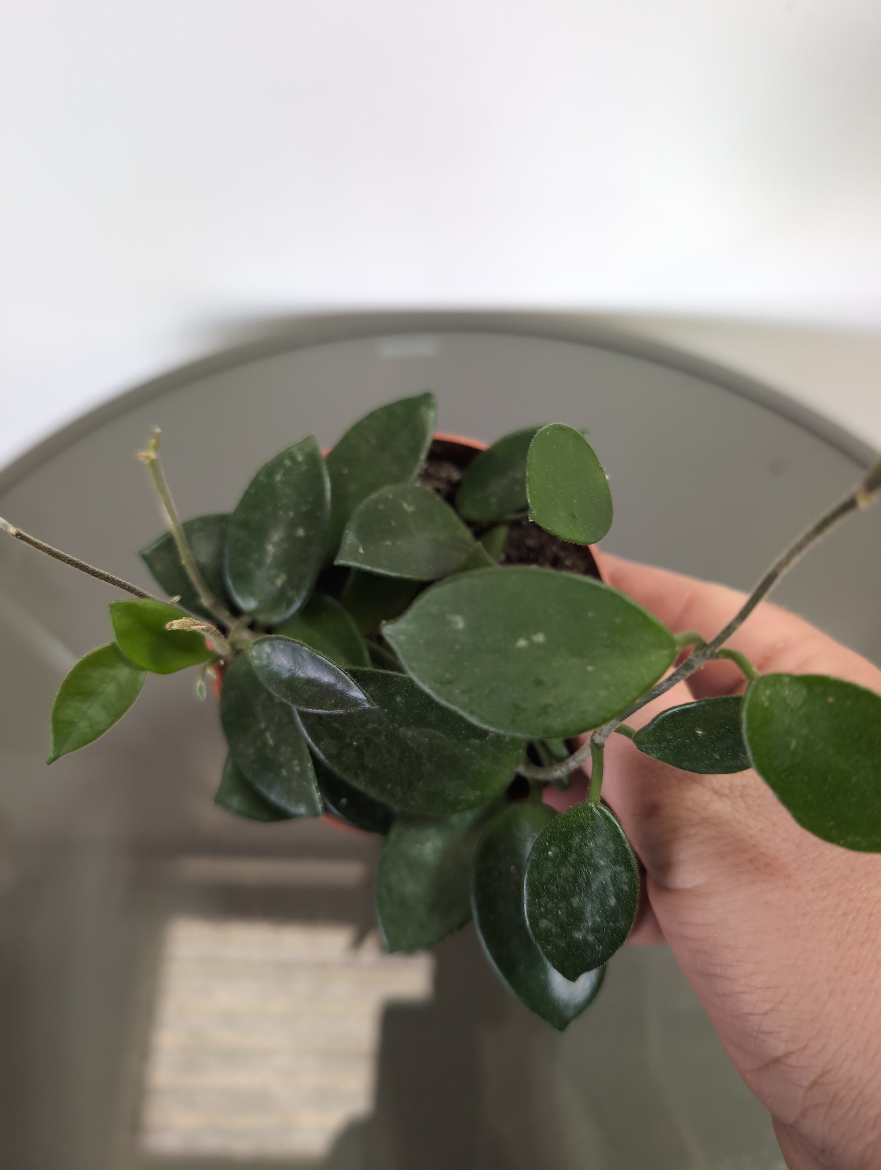 Hoya Carnosa | Wax Plant