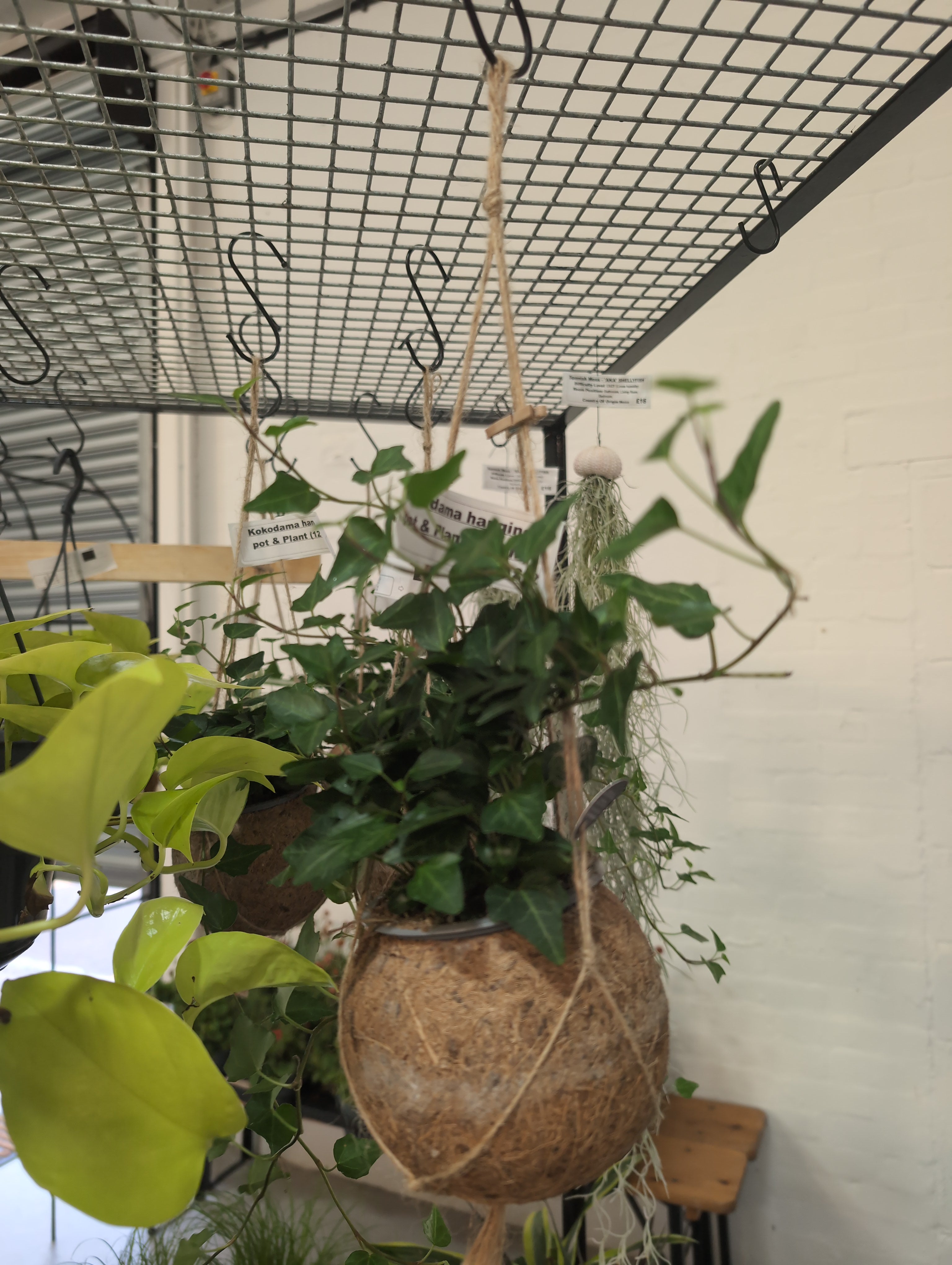 Kokodama hanging pot & Plant (12CM)