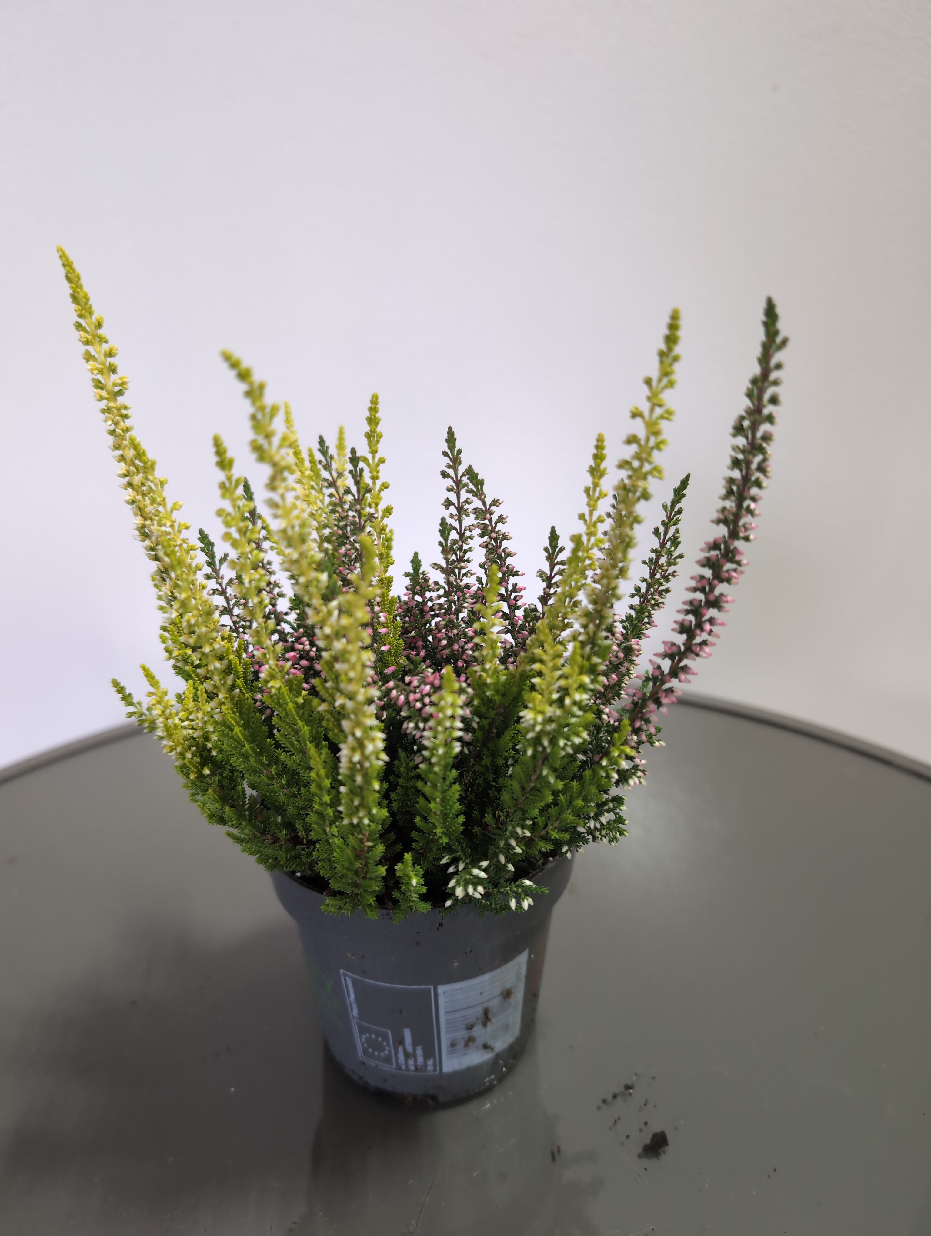 Heather | Twin-Colour | Calluna Beauty Ladies Twins