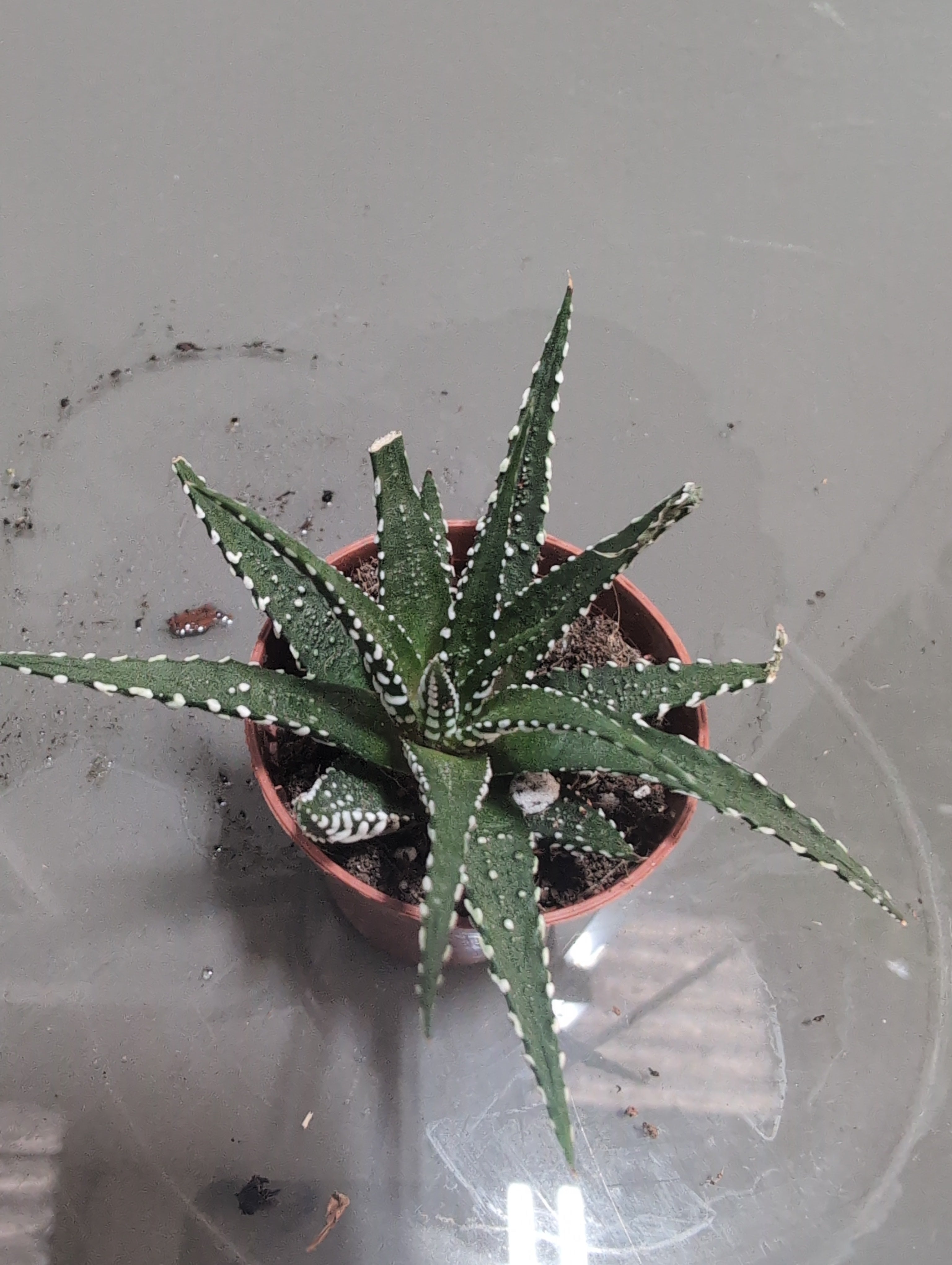 Hawthorthia "Big Band" - (5.5cm)