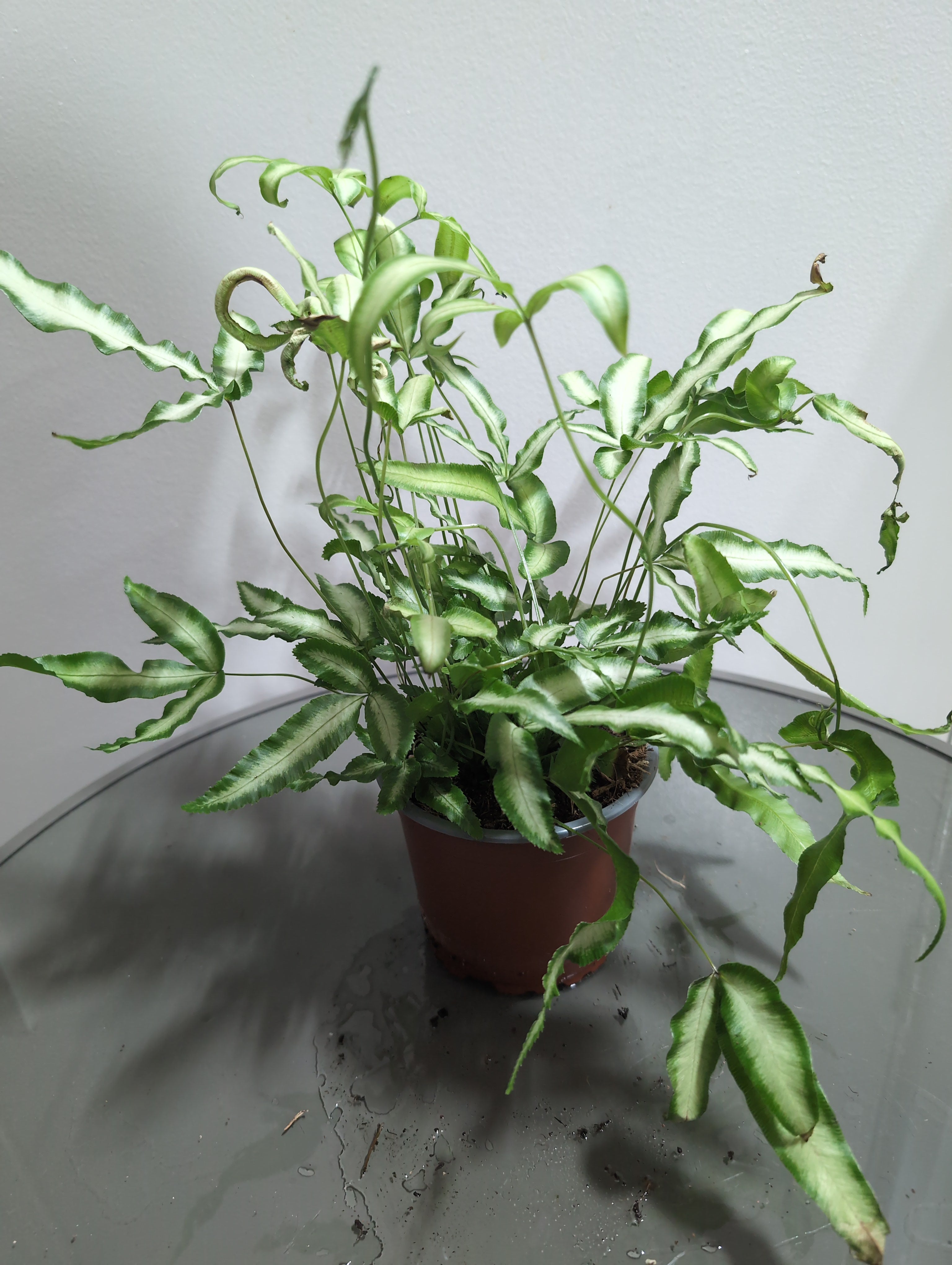 Silver Ribbon Fern | Pteris Albolineata