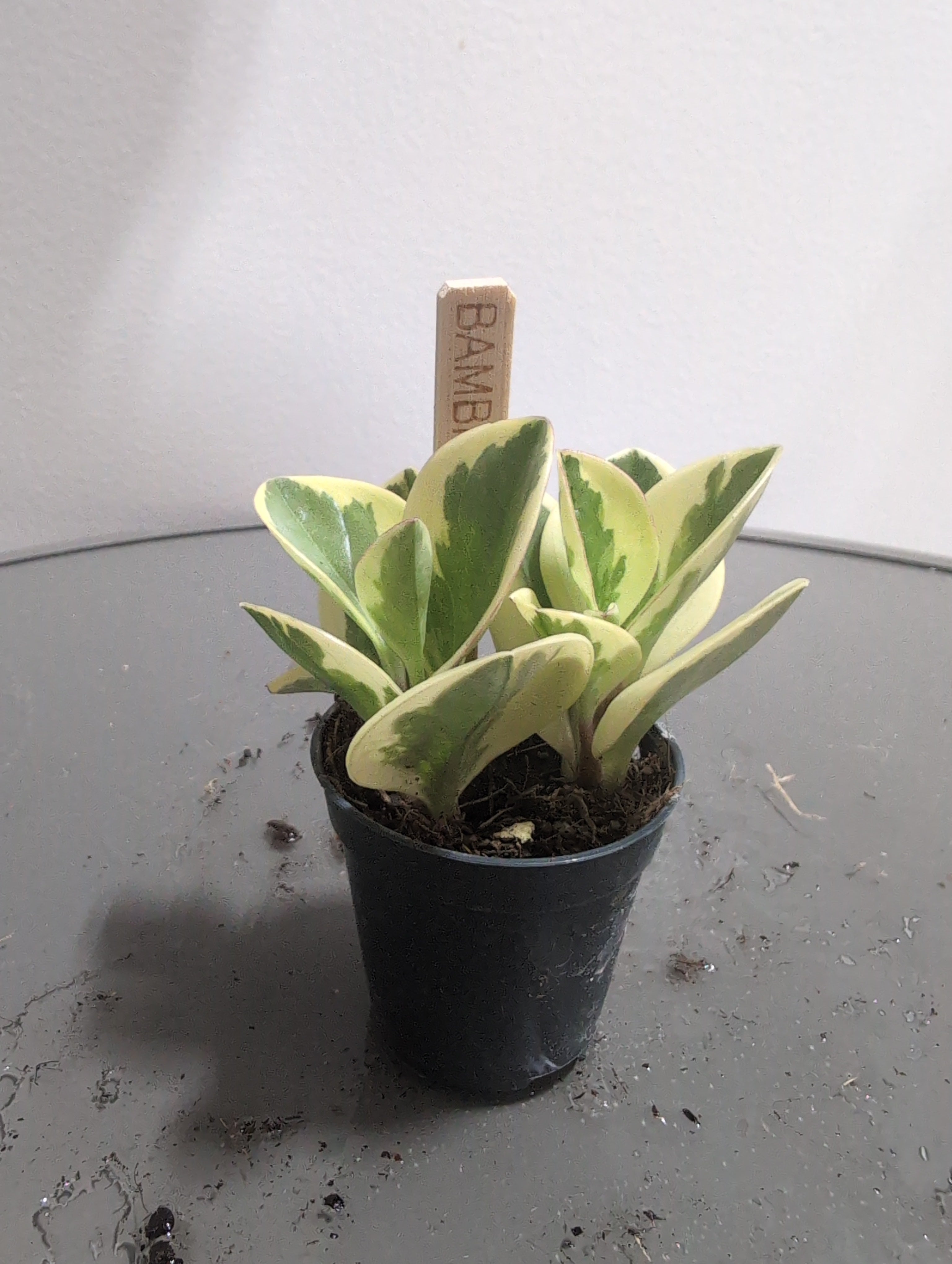 Peperomia obtusifolia | Golden Gate