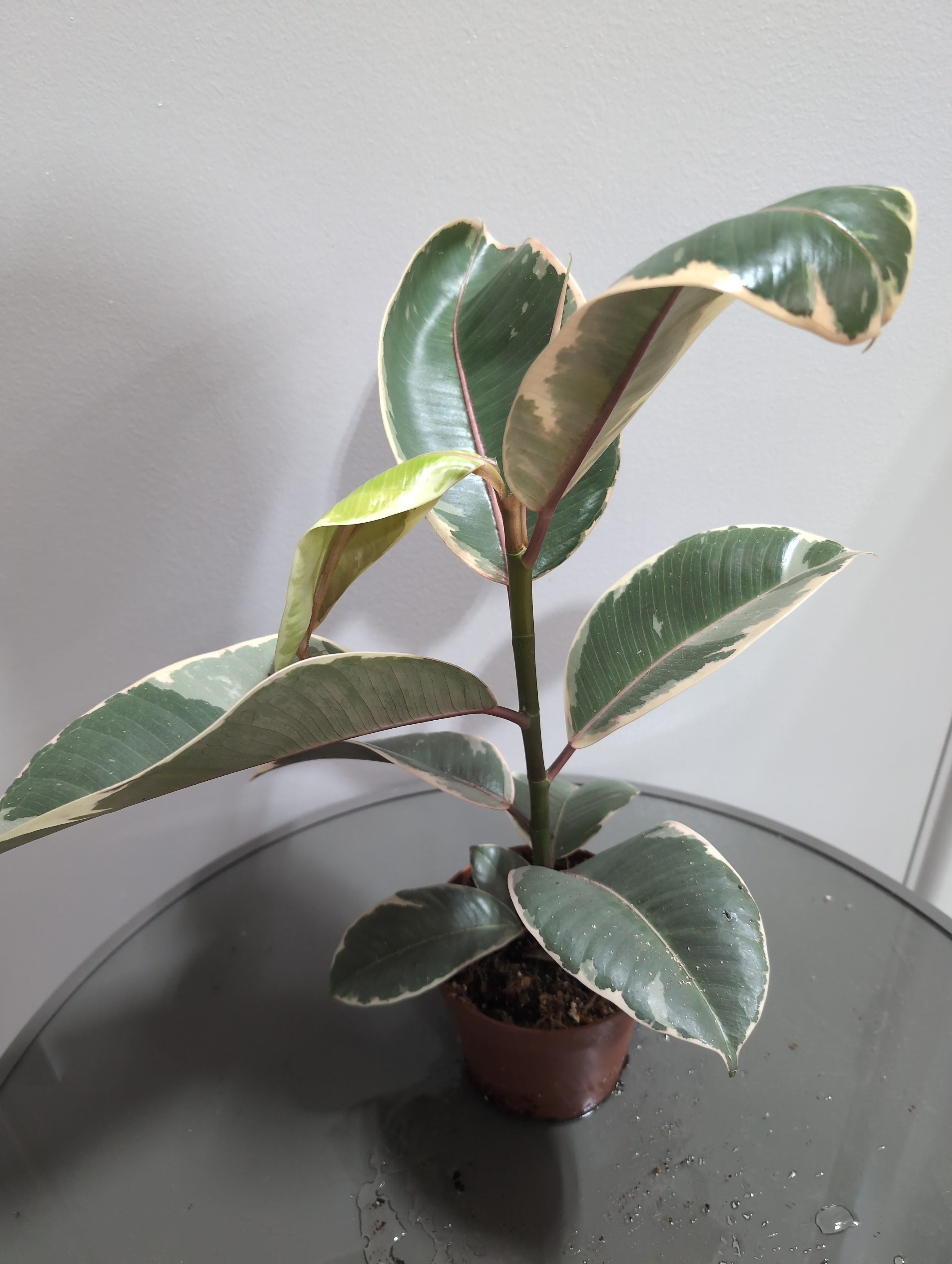 Ficus Elastica | Tineke