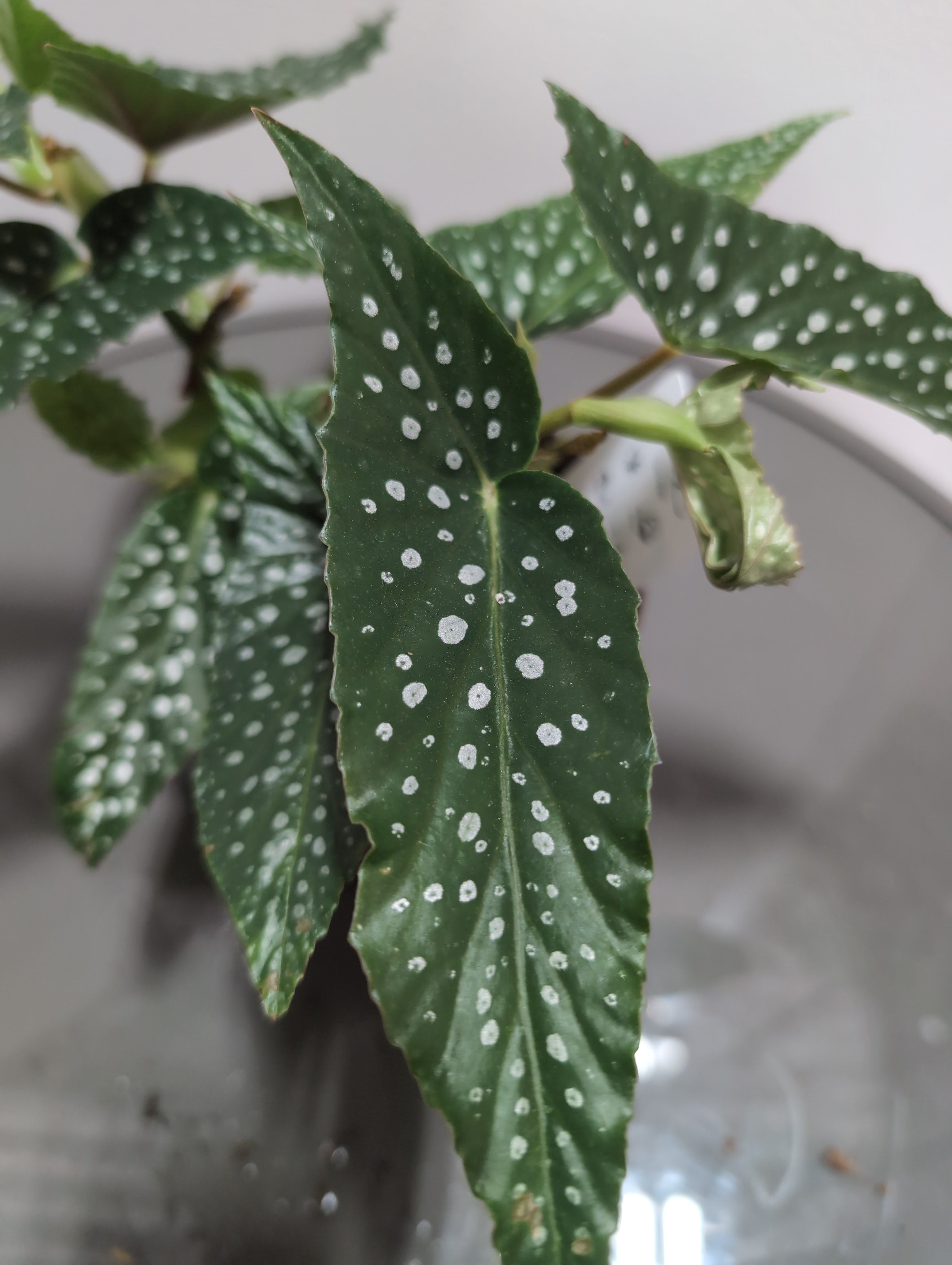 Polka Dot Begonia | Begonia maculata ‘Wightii’