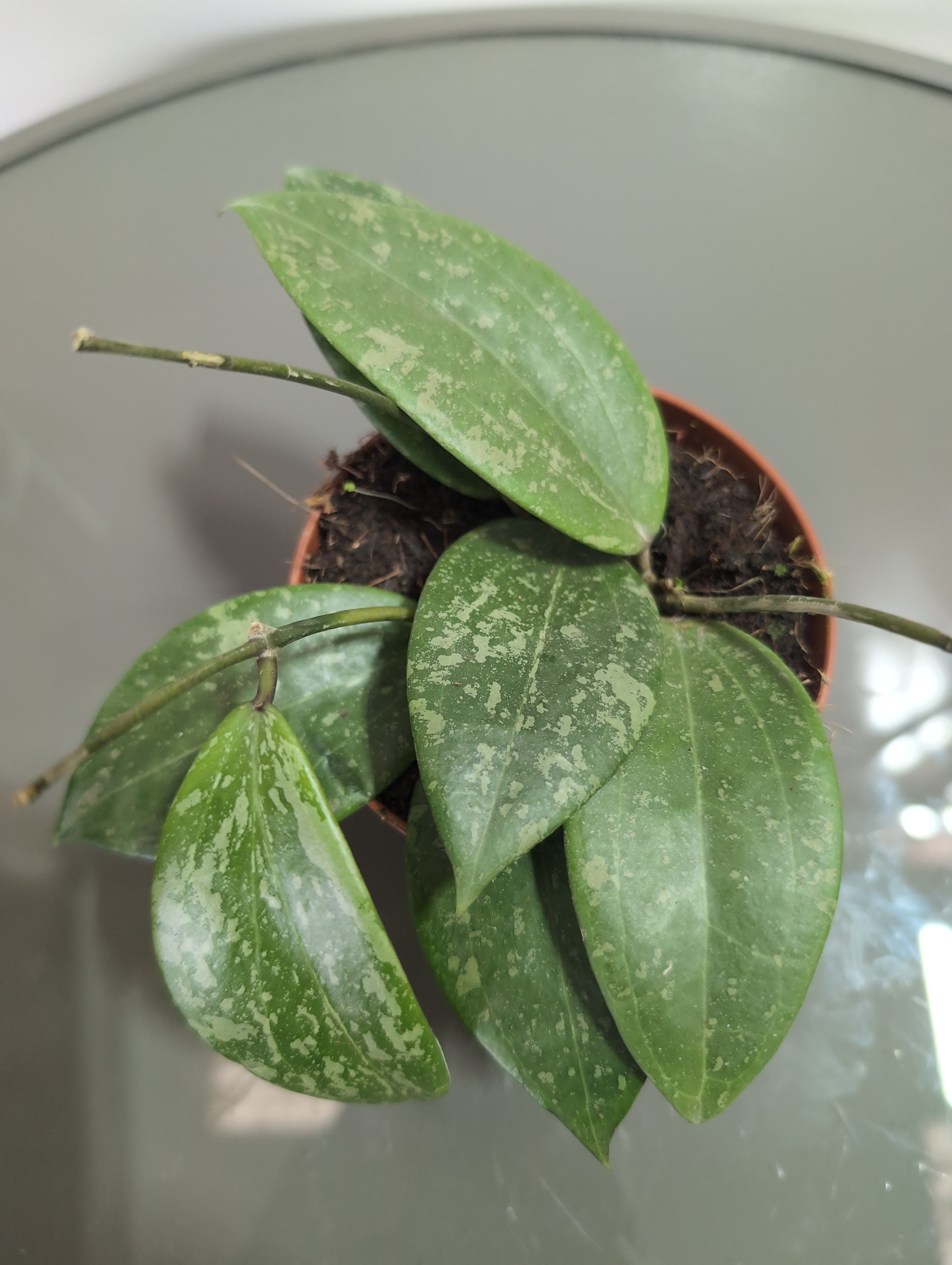 Hoya | Silver Spot | Silver Spot Wax Plant | 8cm