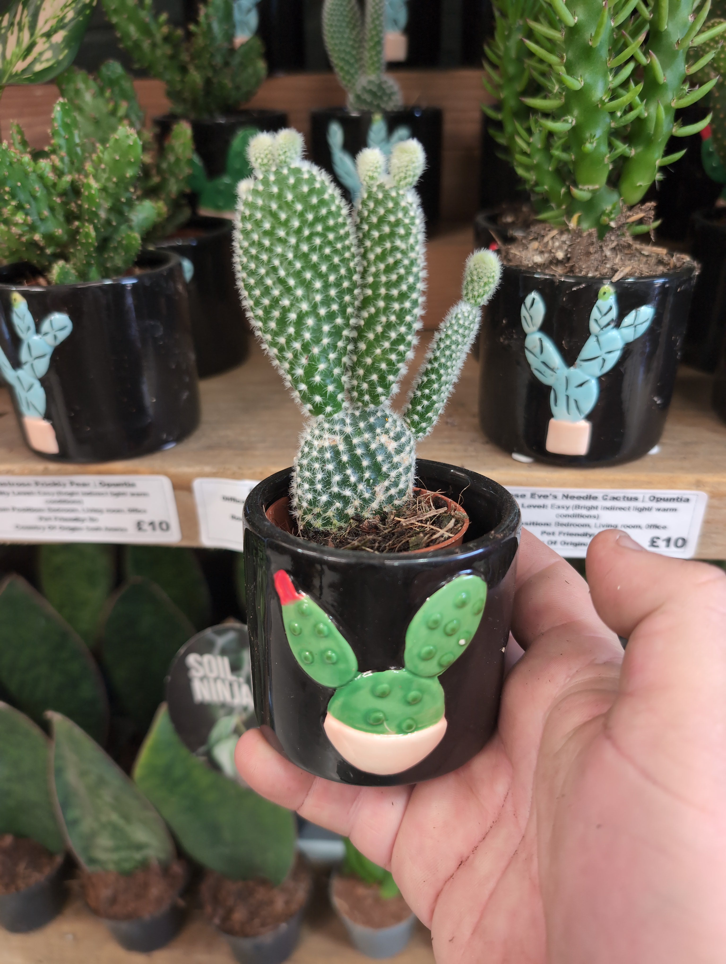 Mickey Mouse Cactus or Bunny Ears Cactuss | Opuntia microdasys In Pot |