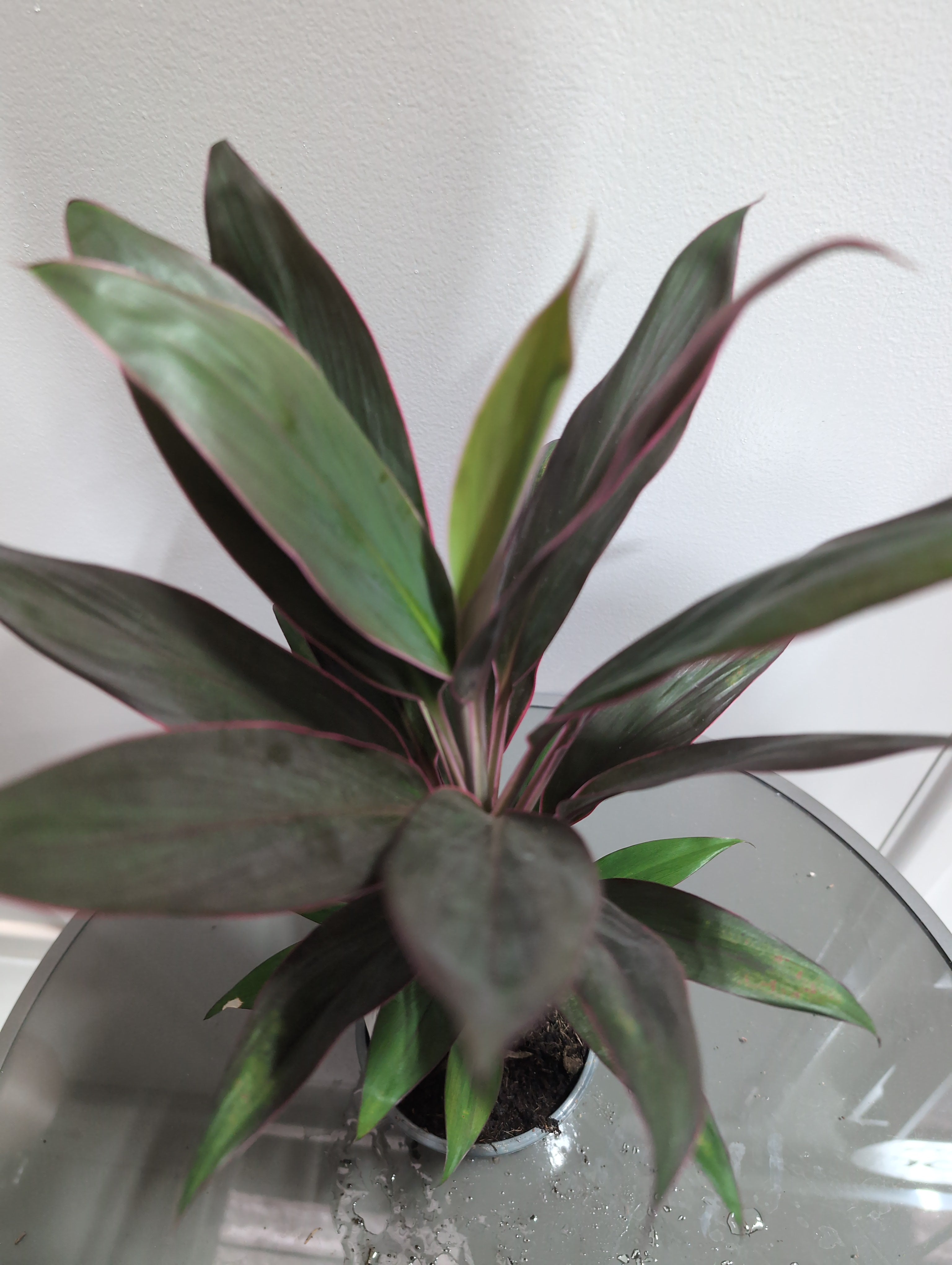 Cordyline fruticosa Mix | Ti Plant