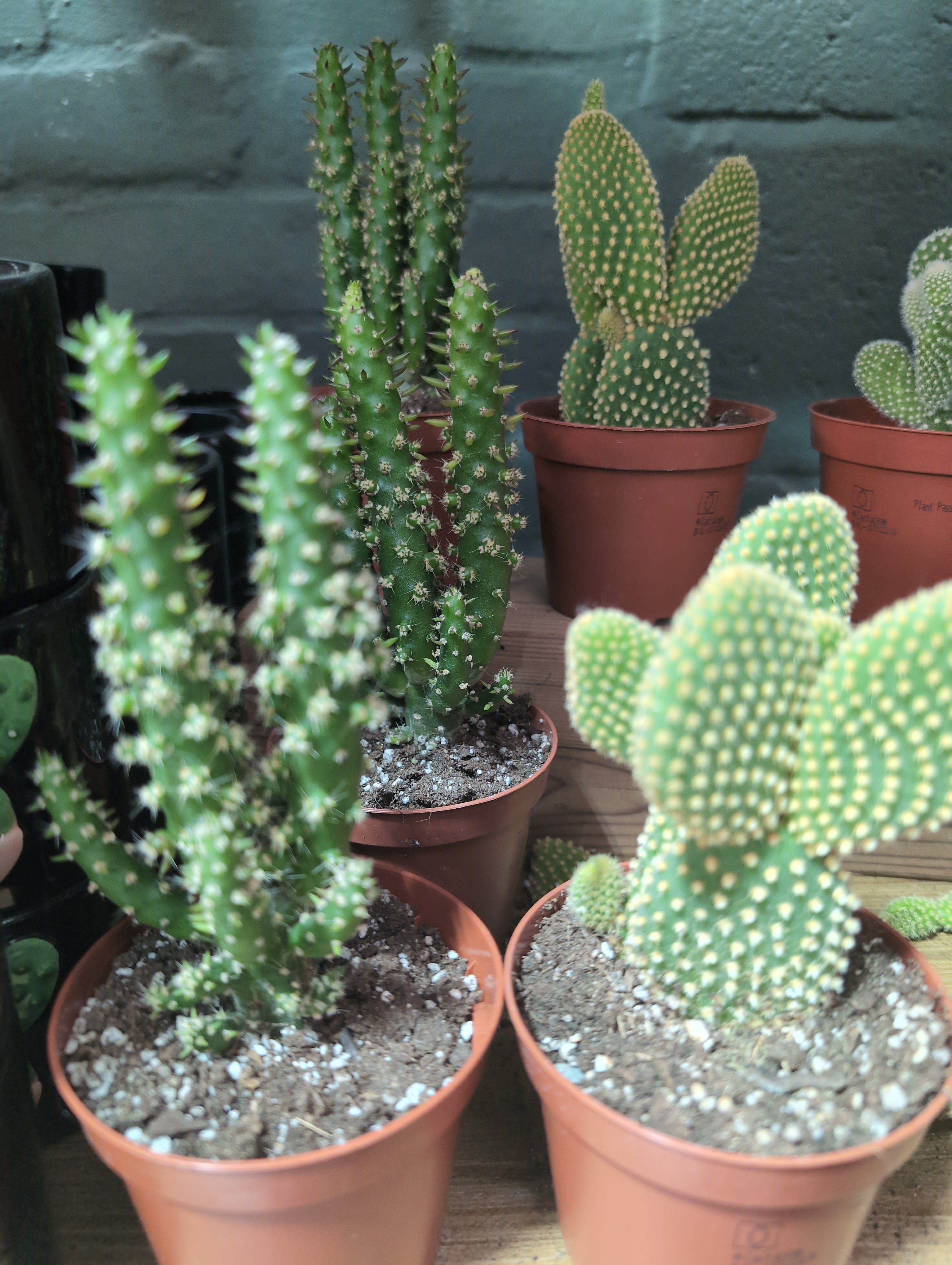 Cacti Bolcactus Mix