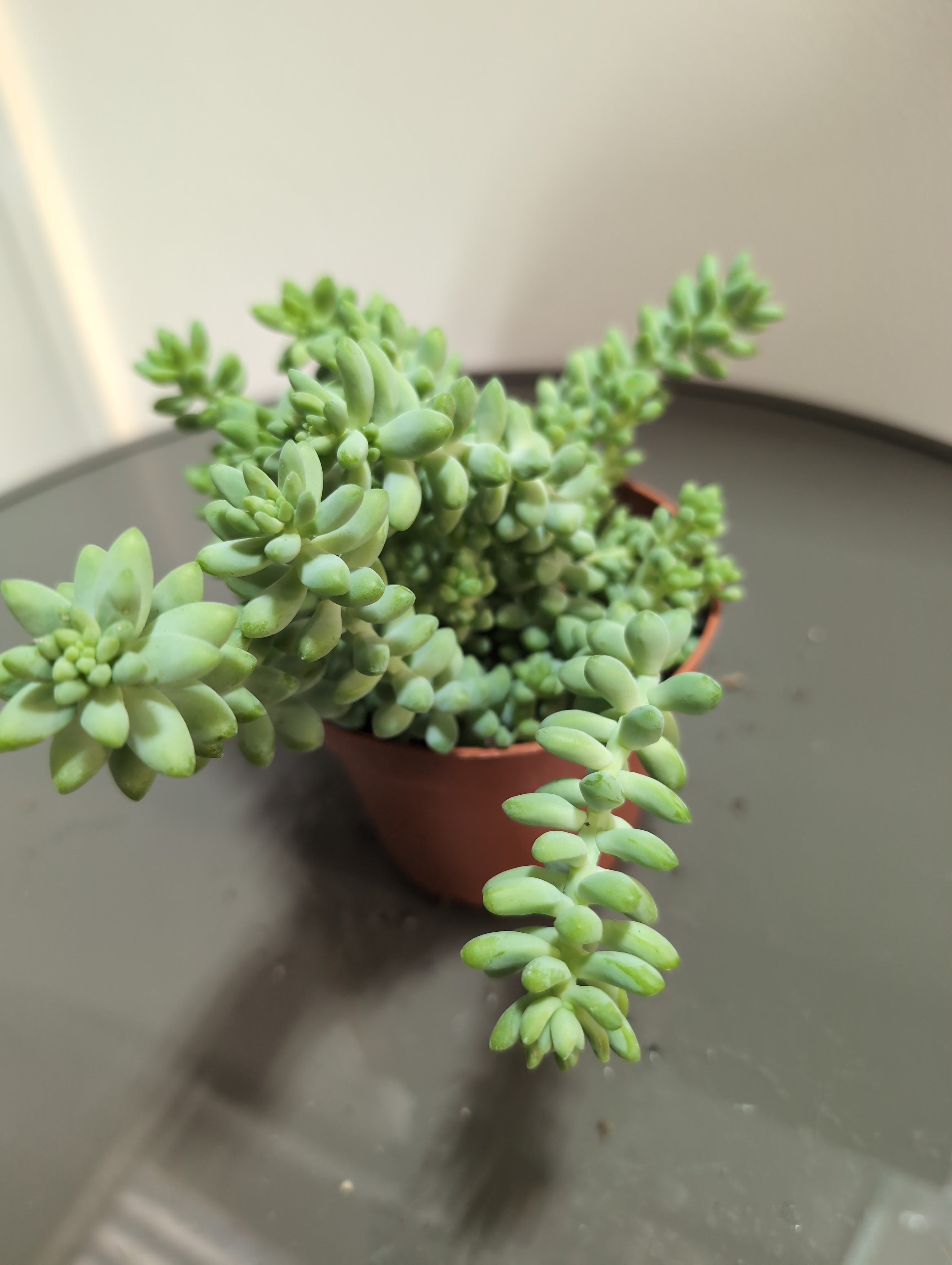 Sedum Burrito | Burro's Tail