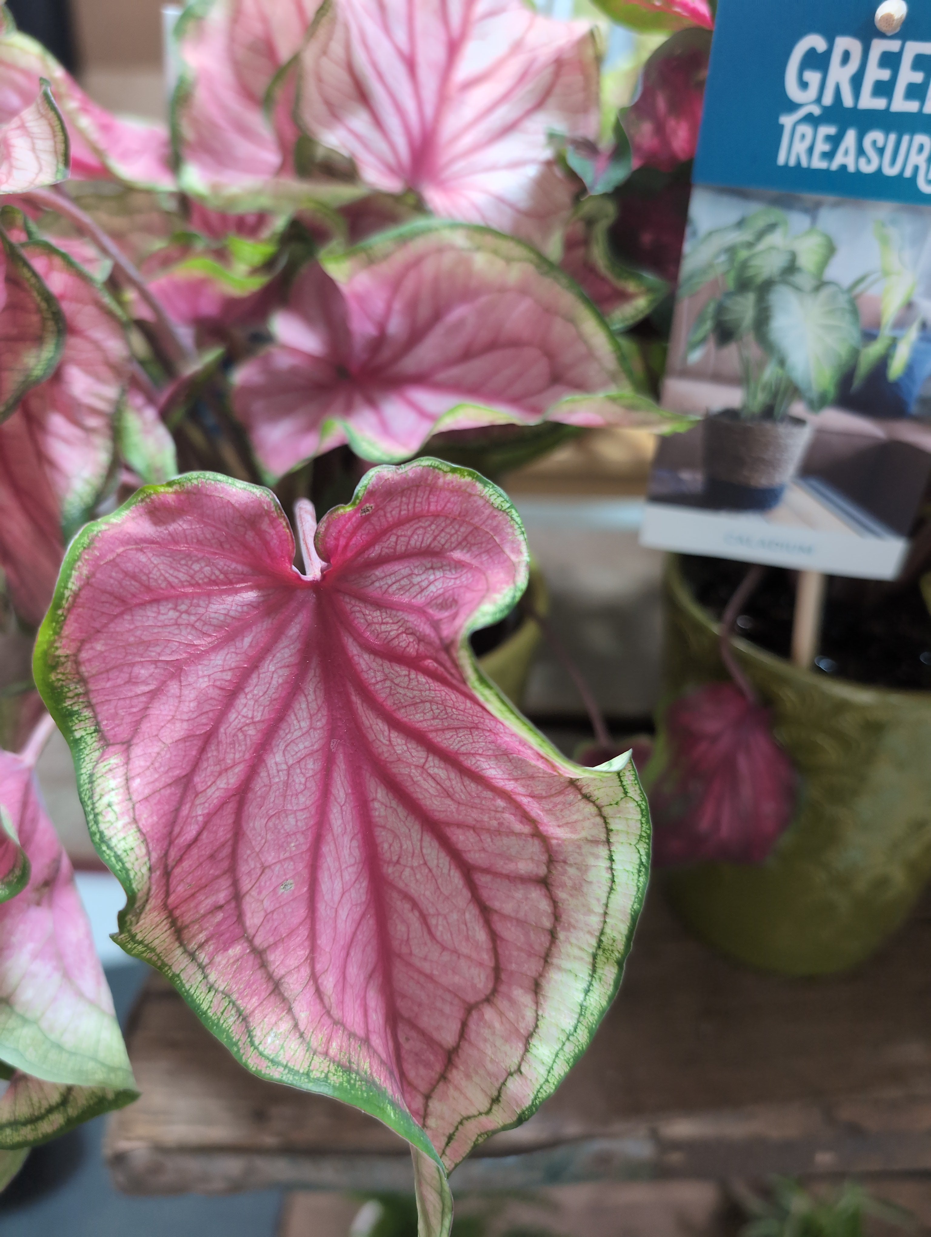 Caladium