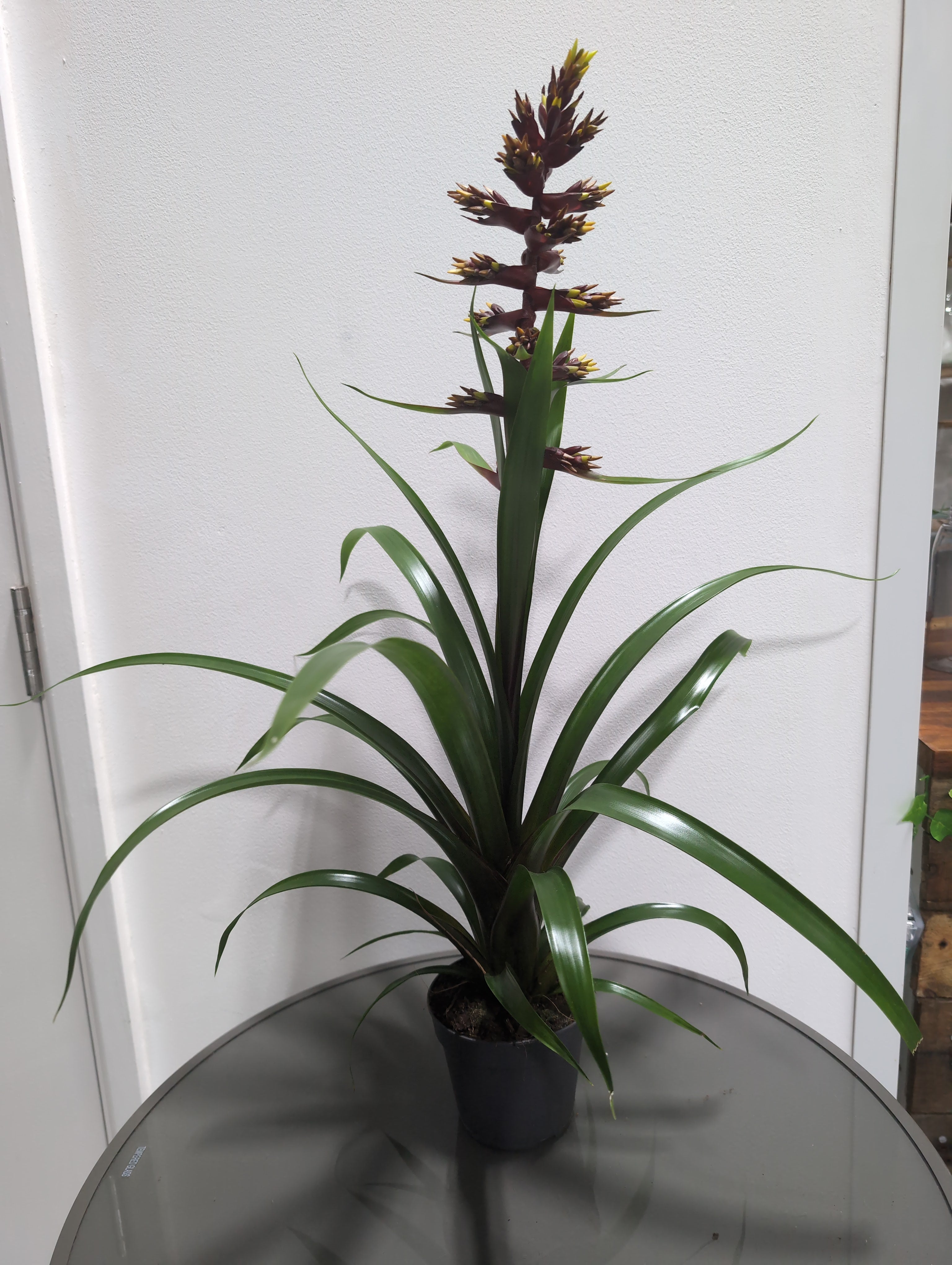 Guzmania - ‘Choco'