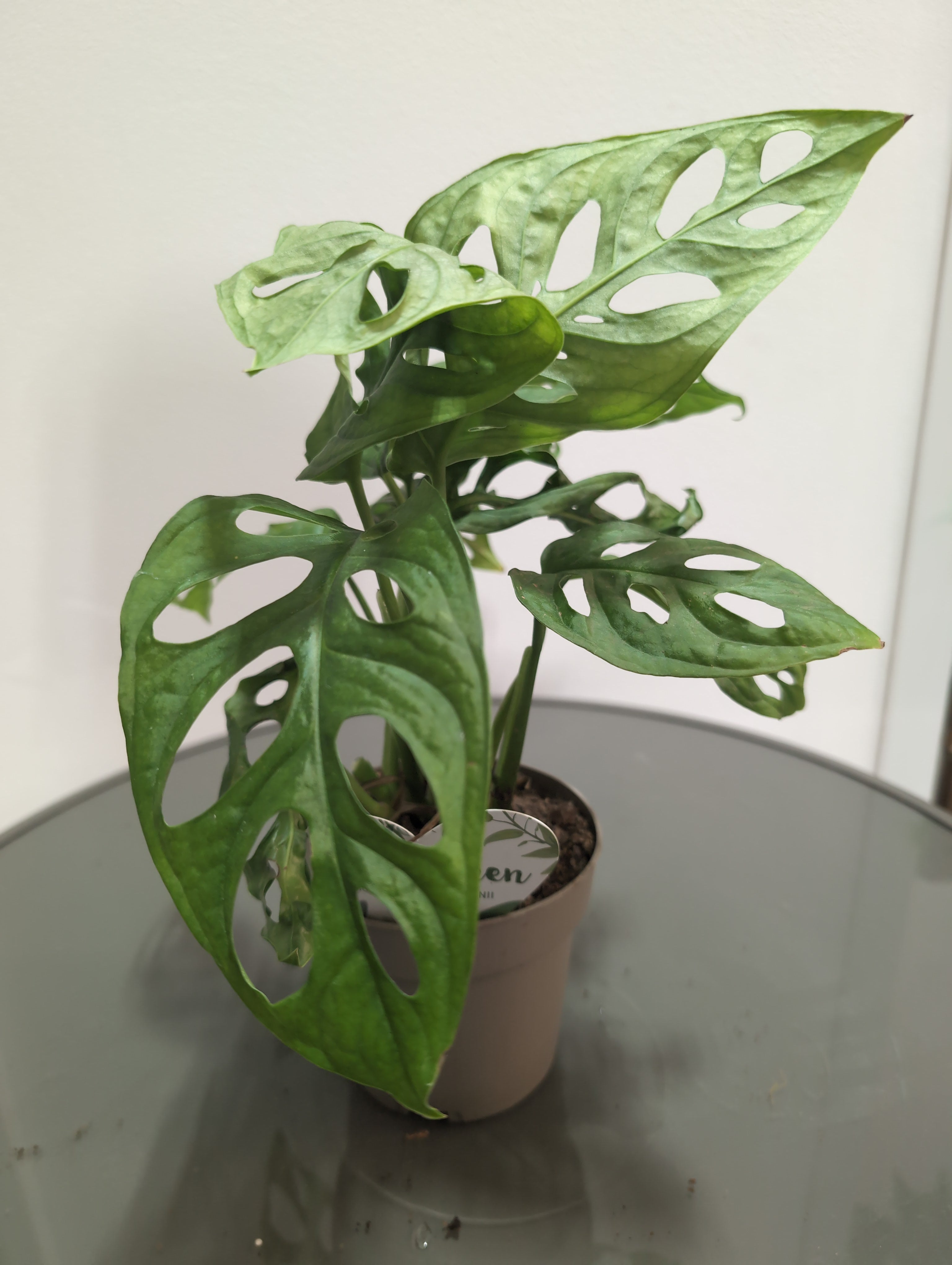 Monstera Adansonii – “Monkey Leaf”