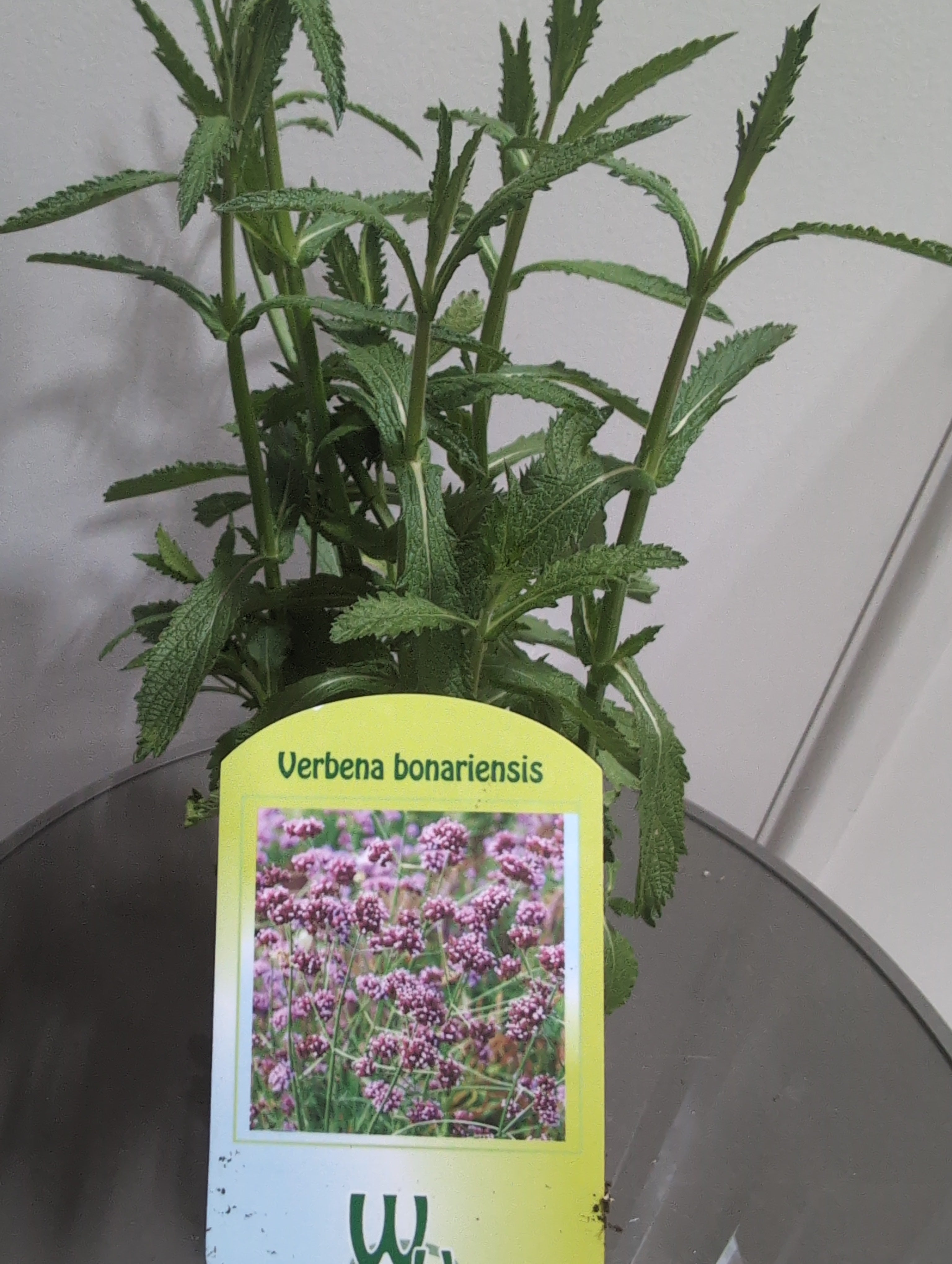 Verbena | Bonariensis