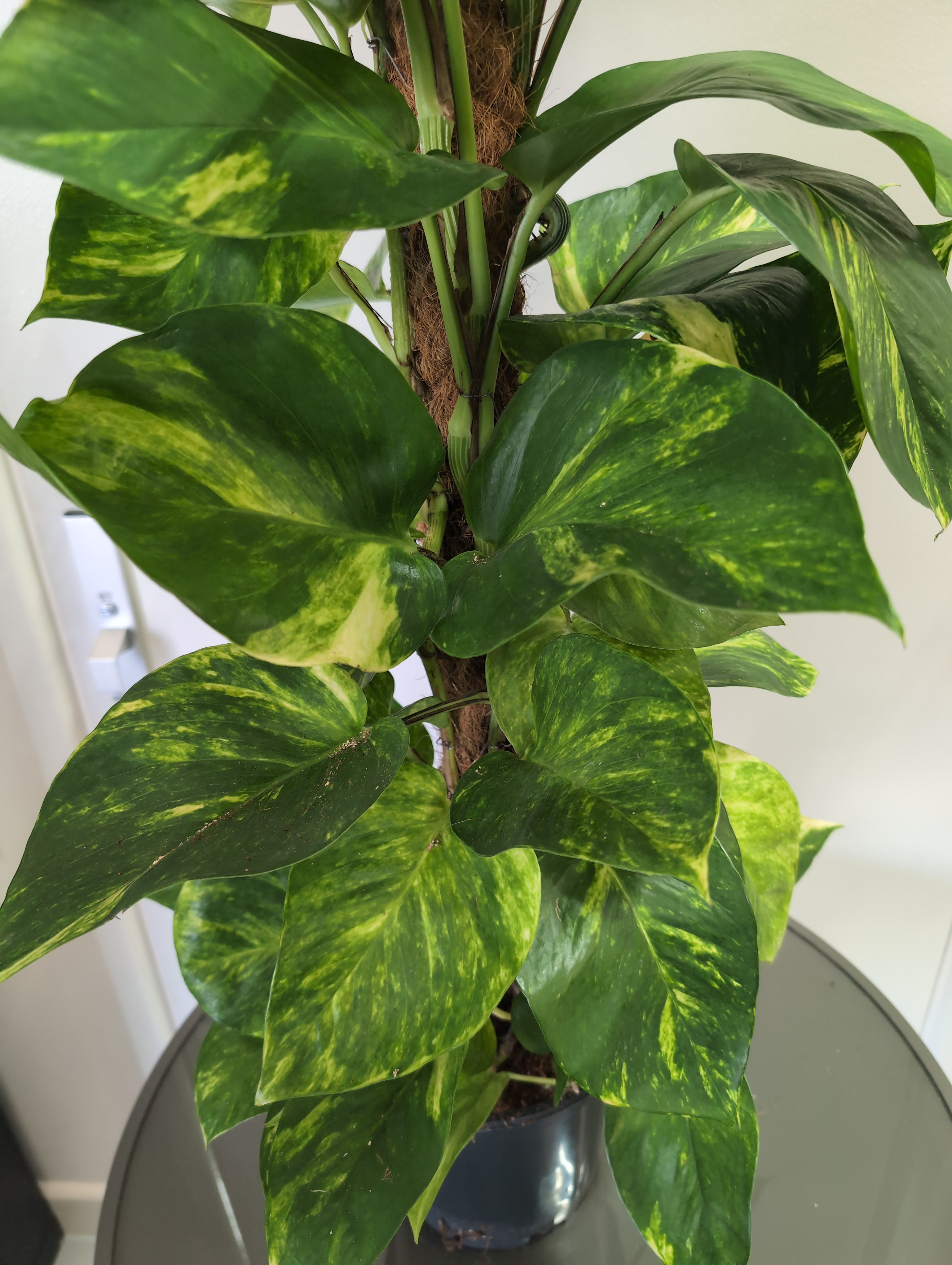 Pothos | Devil’s Ivy | Epipremnum Moss Pole