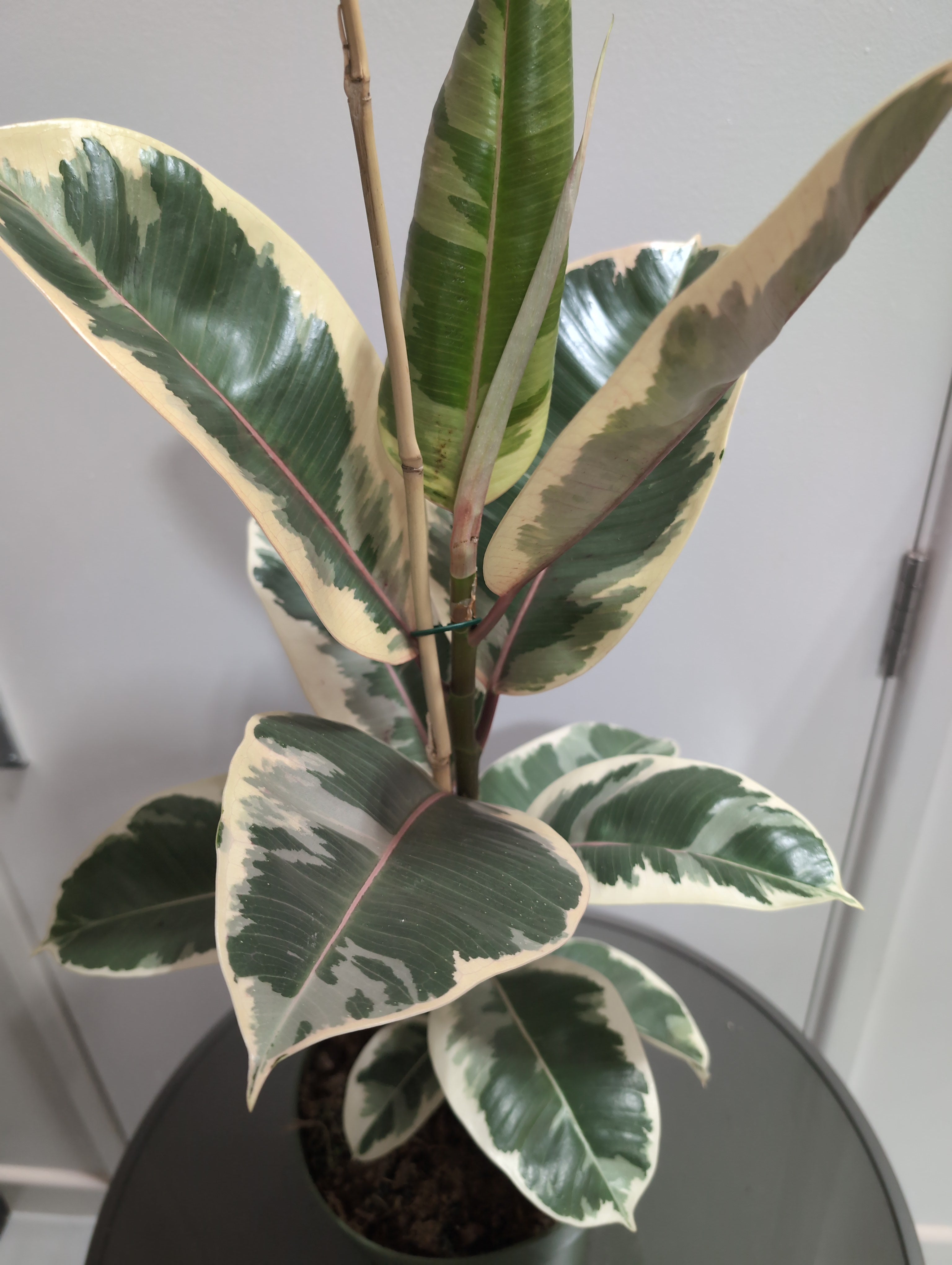 Ficus Elastica | Tineke (21cm)