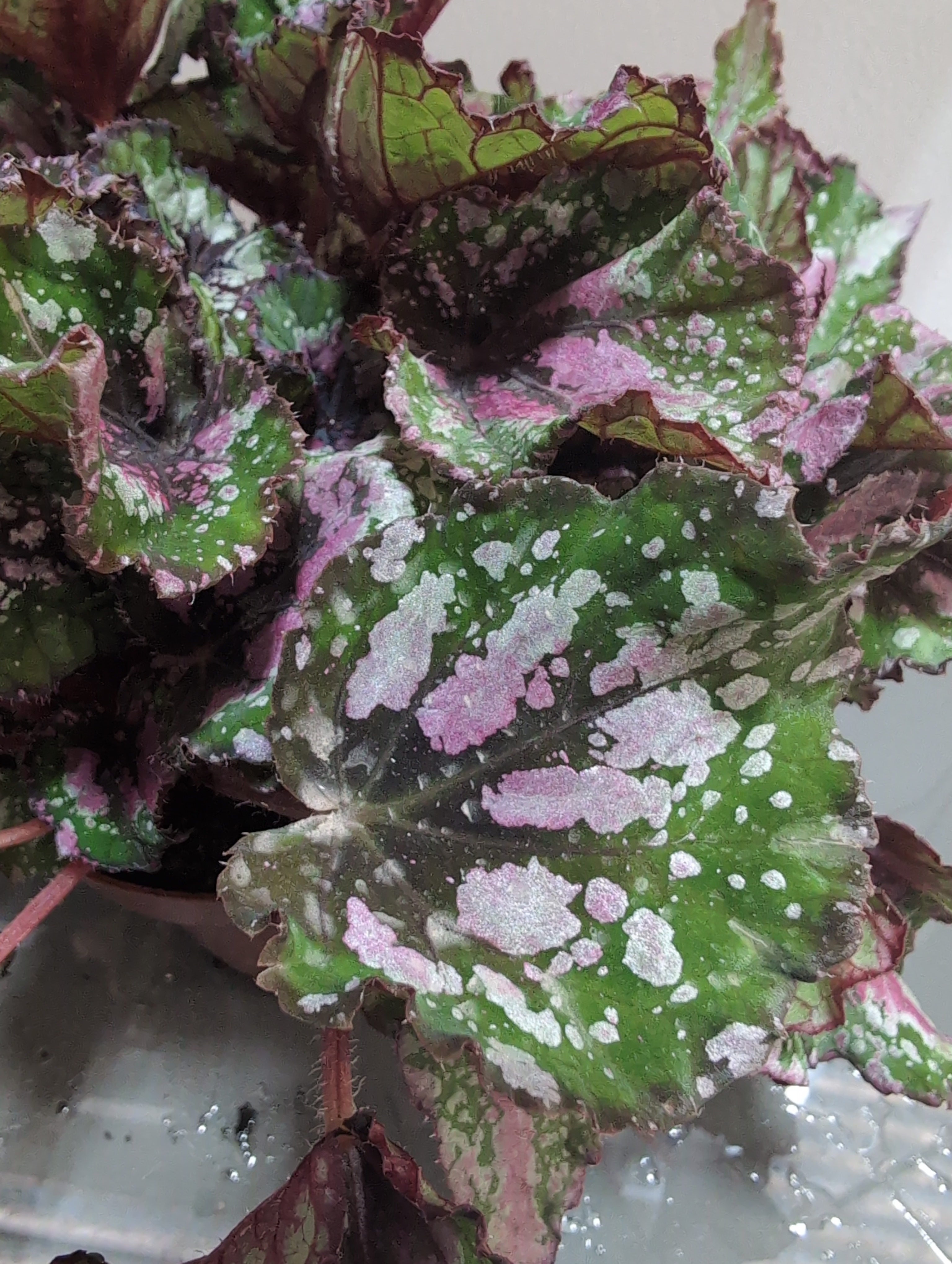 Rex Begonia | Begonia rex