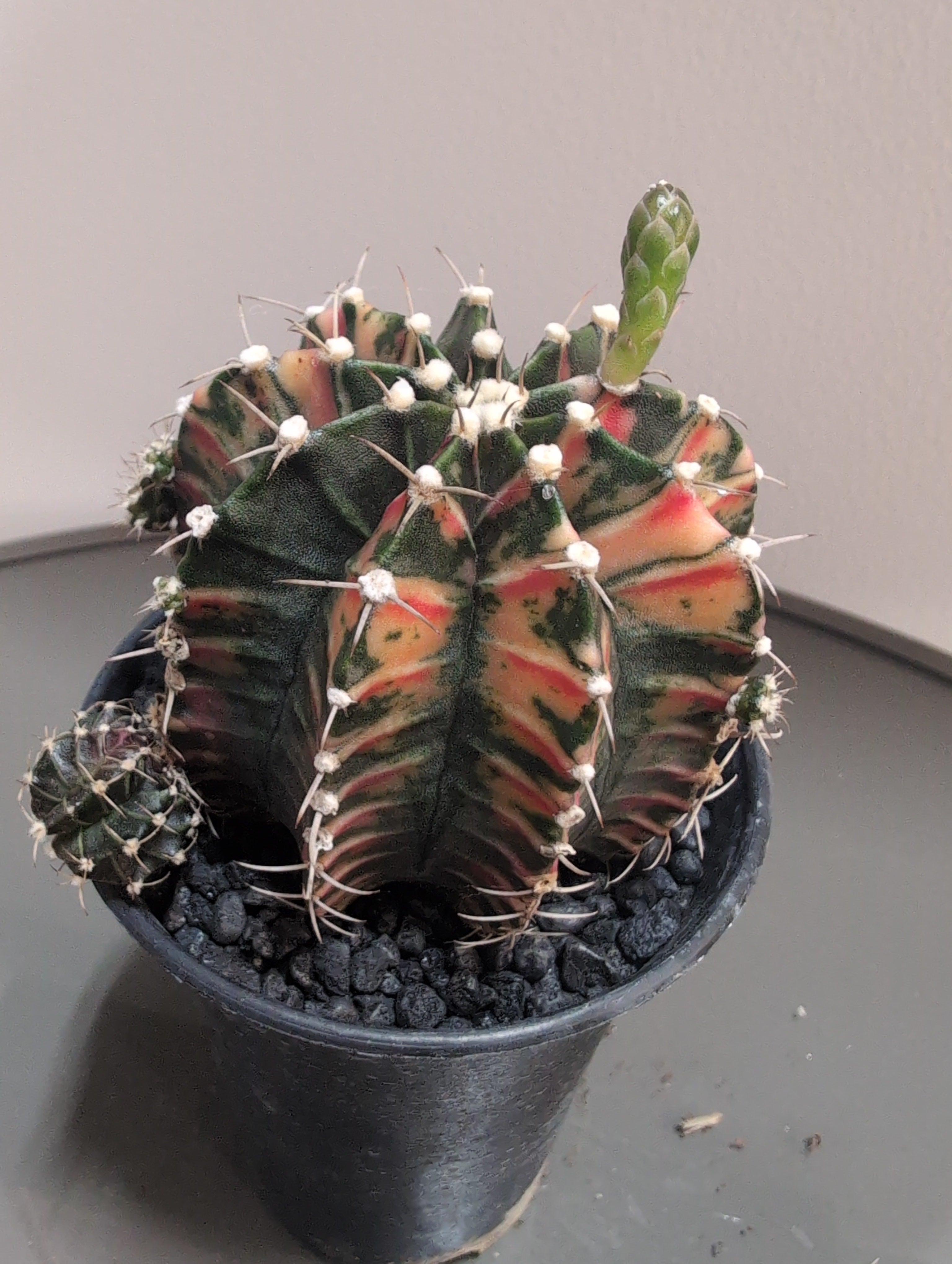 Variegated Chin Cactus | Gymnocalycium