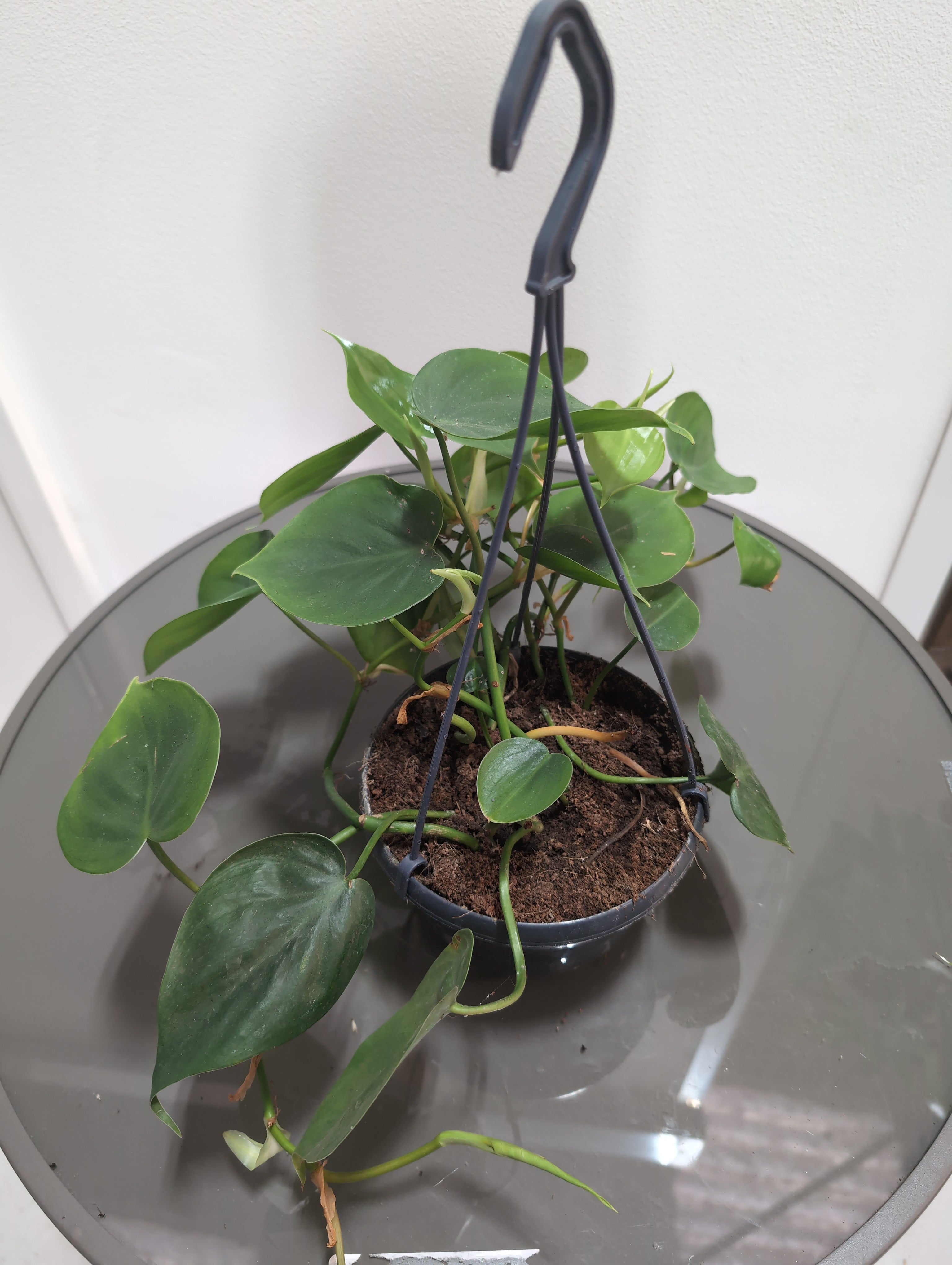 Epipremnum aureum - Golden Pothos Hanging pot