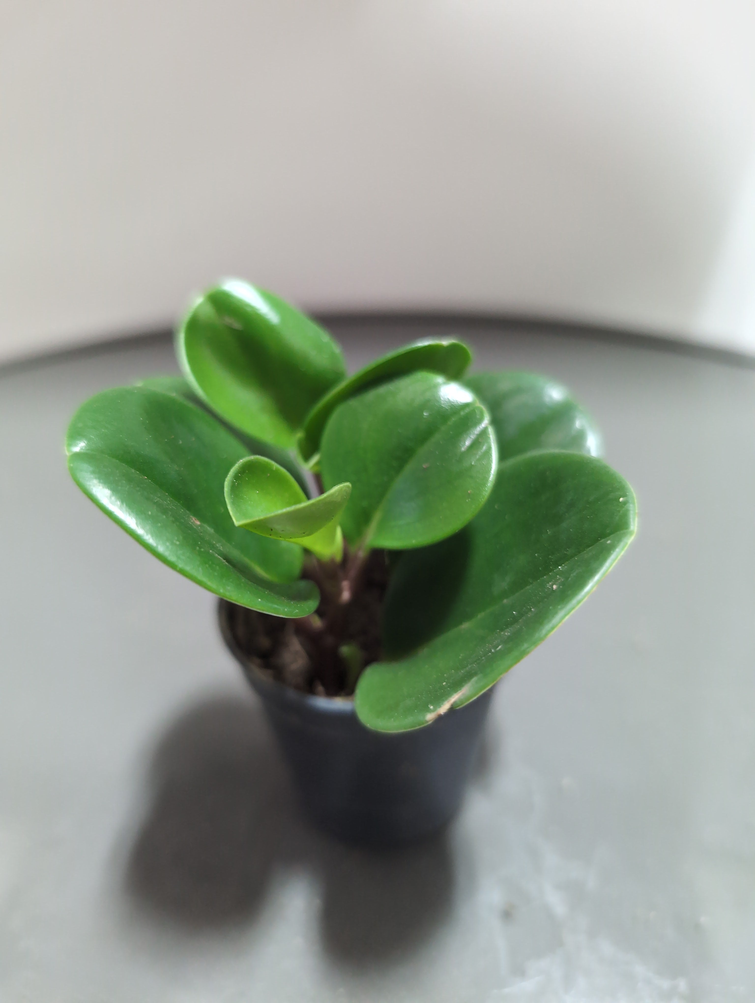 Peperomia Obtusifolia | Baby Rubber Plant