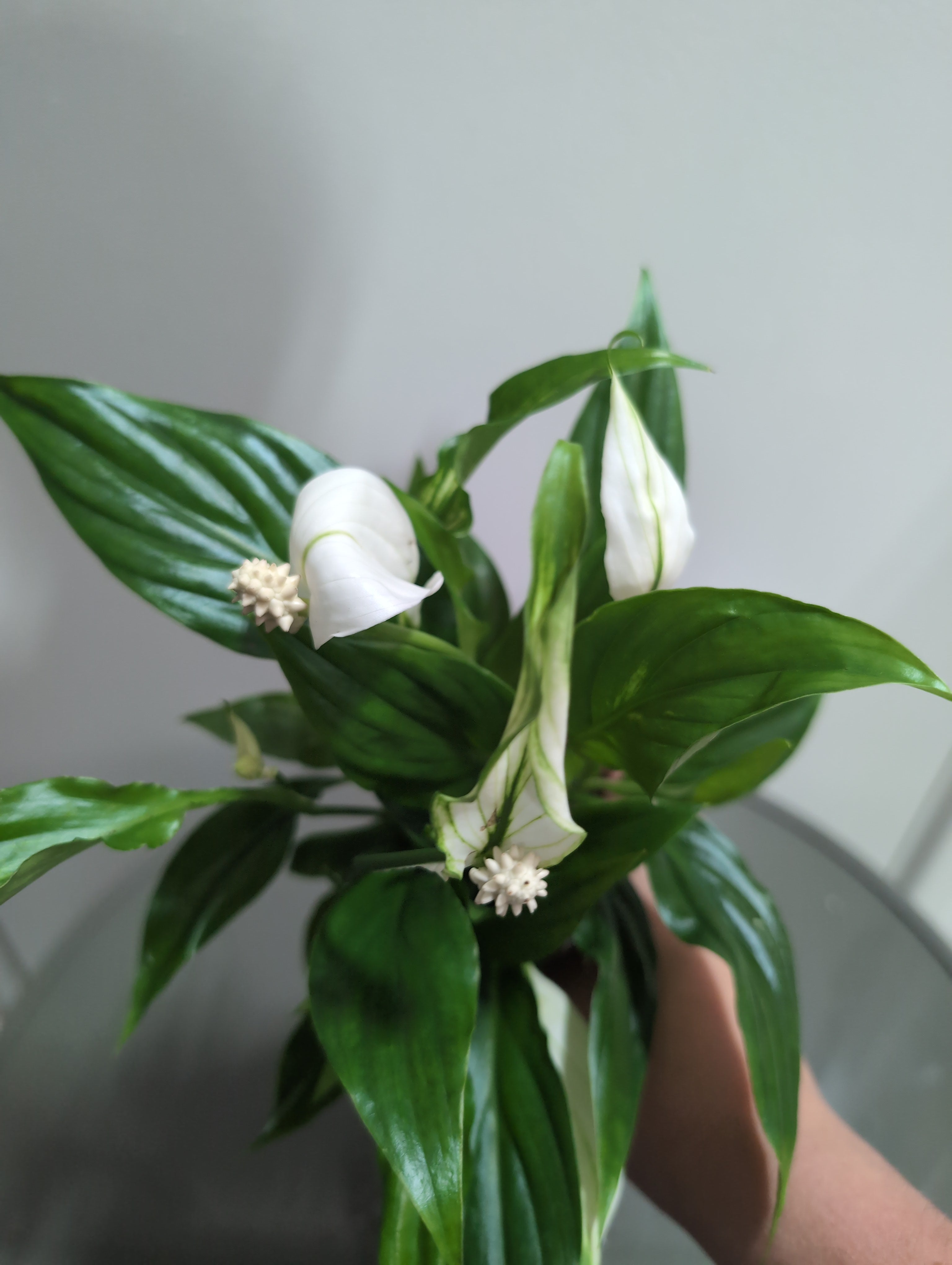 Peace Lily | Pearl Cupido | Spathiphyllum