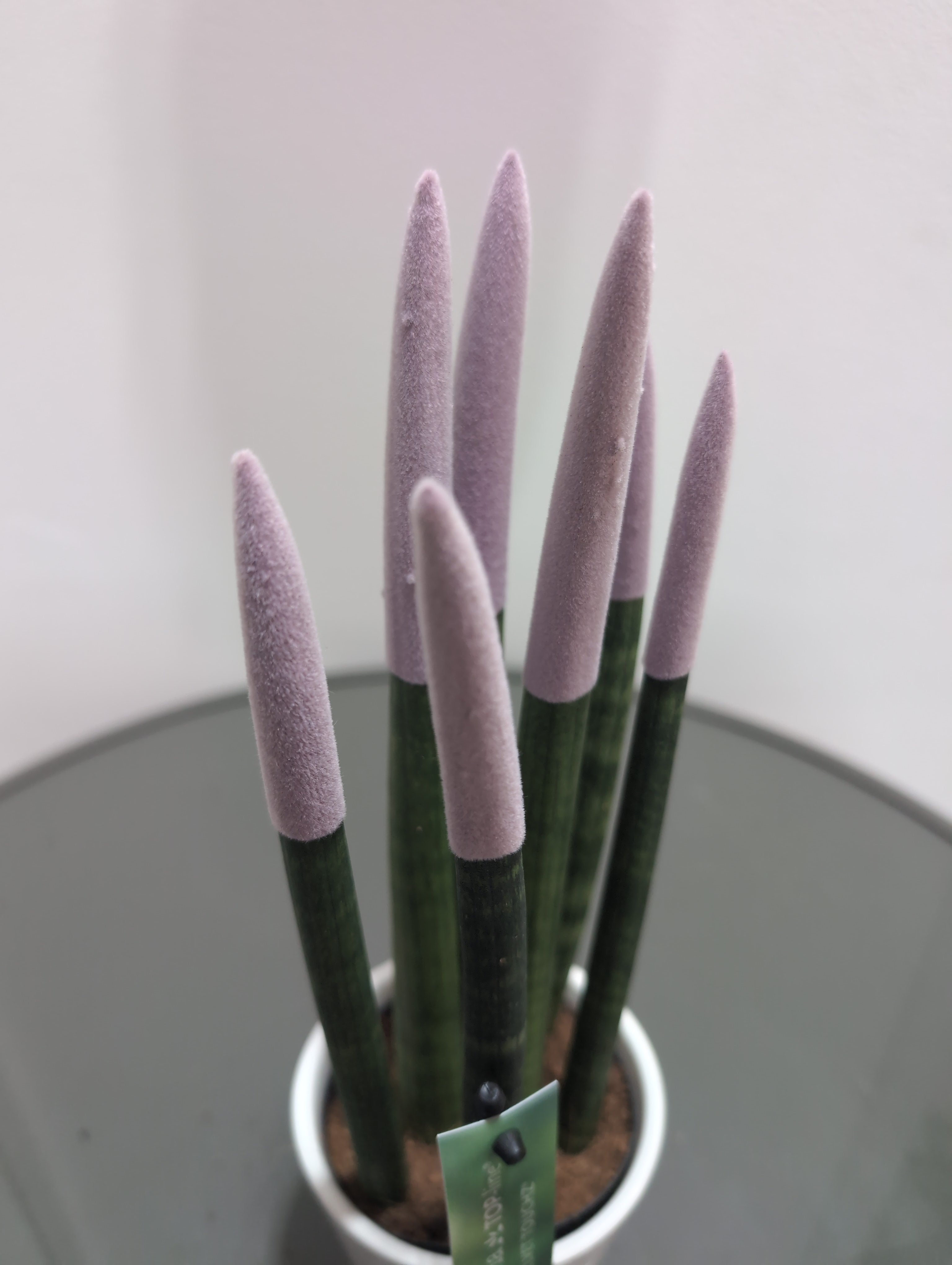 Sansevieria 'fernwood' -  Velvet Touch & ceramic (8.5cm)