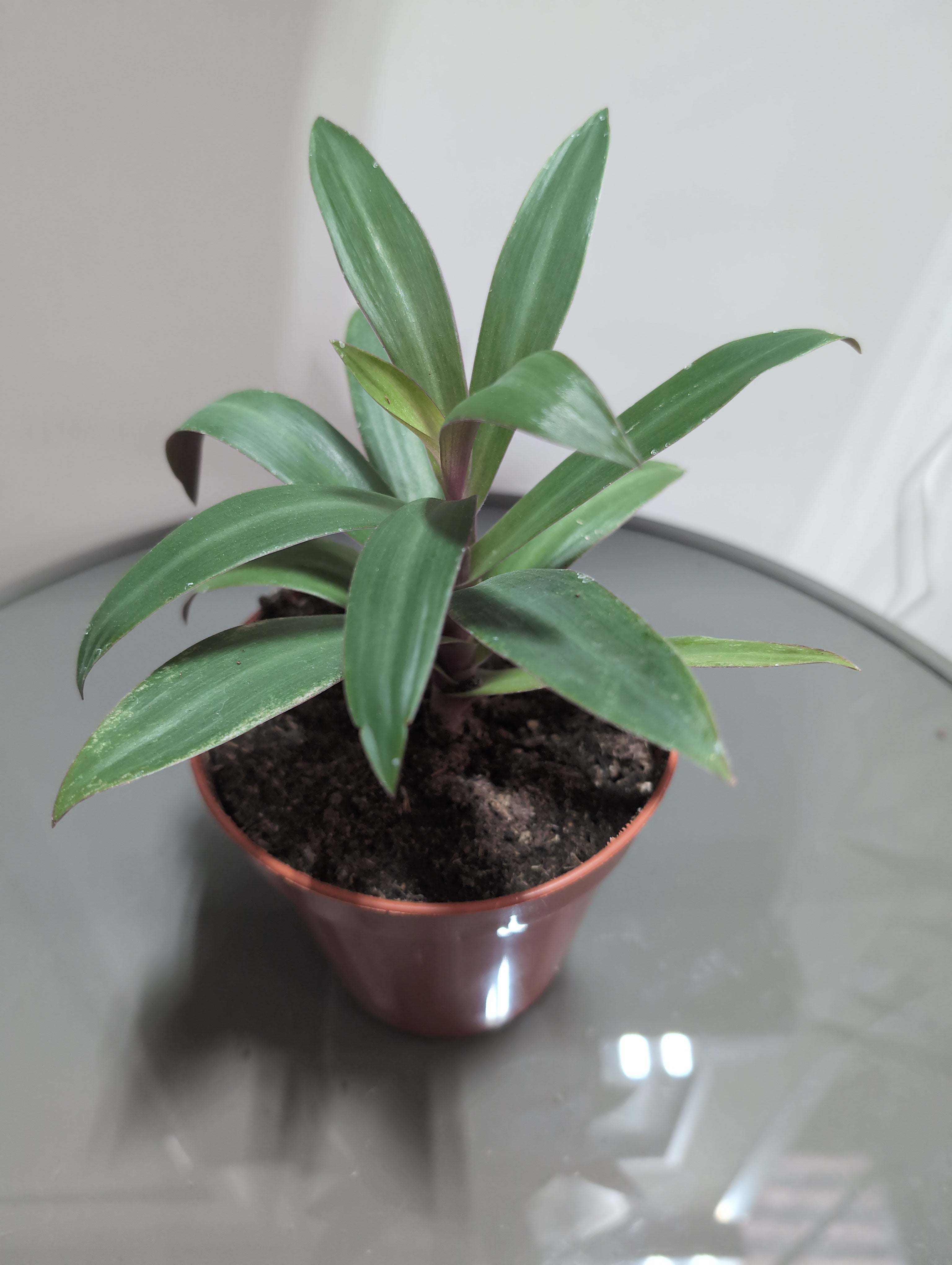 Tradescantia spathacea | Moses-in-the-Cradle